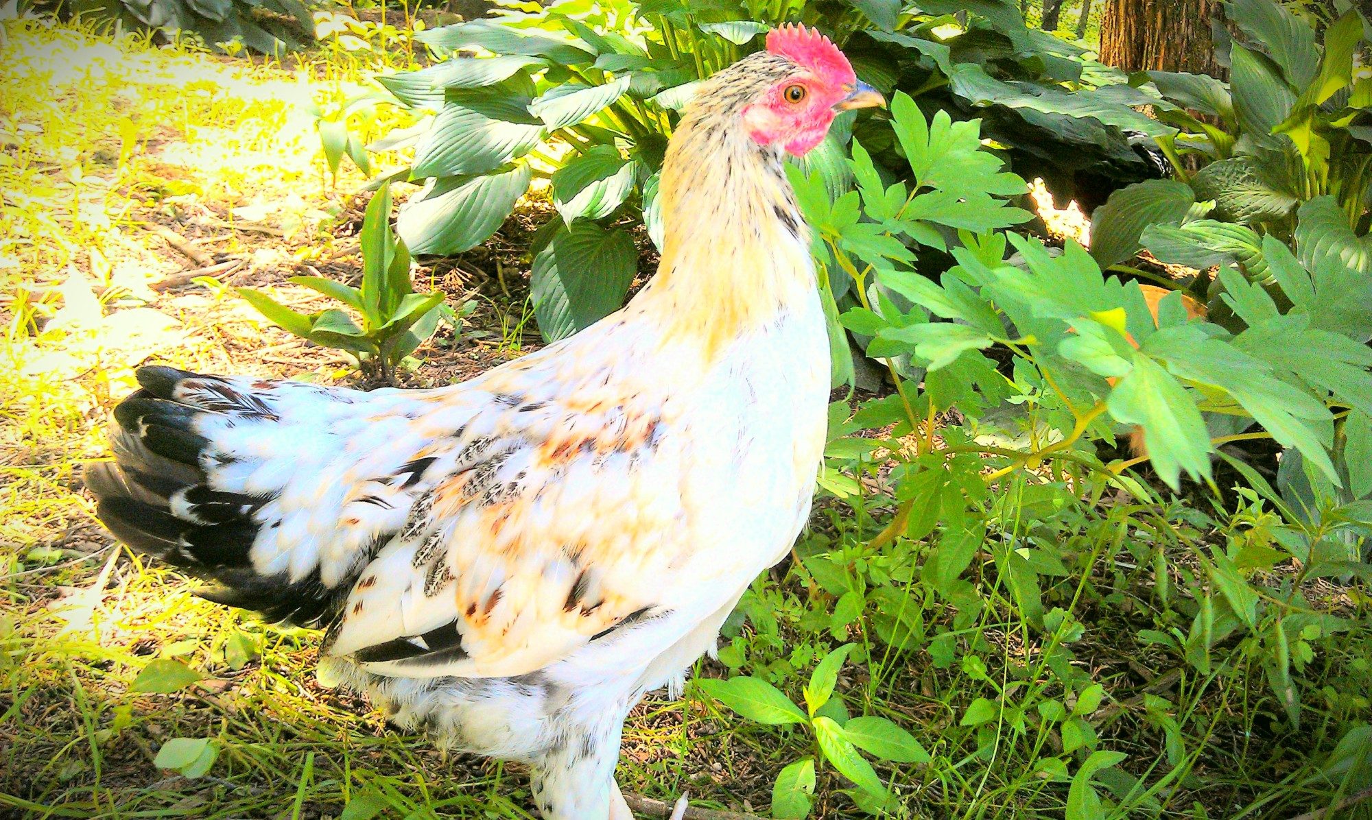 Summer 2014. My sweet Pip, ruler of the roost in the "chick coop" had to move in with a new flock because we couldn't keep 2 roosters (said someone in the family;)) He's now the happy head honcho over a flock of 8 rhode island reds who have made his transition as easy as he could ever wish for:) In exchange, we got their boss hen Big Mama since she & Pip just weren't feelin' the love. She's now our top egg layer & social to boot:)