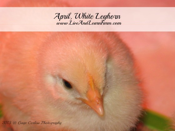 Surprise chicks!!!  Our eleven year old son has started a chicken business, Deluxe Clucks.  He is blogging about too!  http://liveandlearnfarm.com/pictures-ofsurprise-baby-chicks/