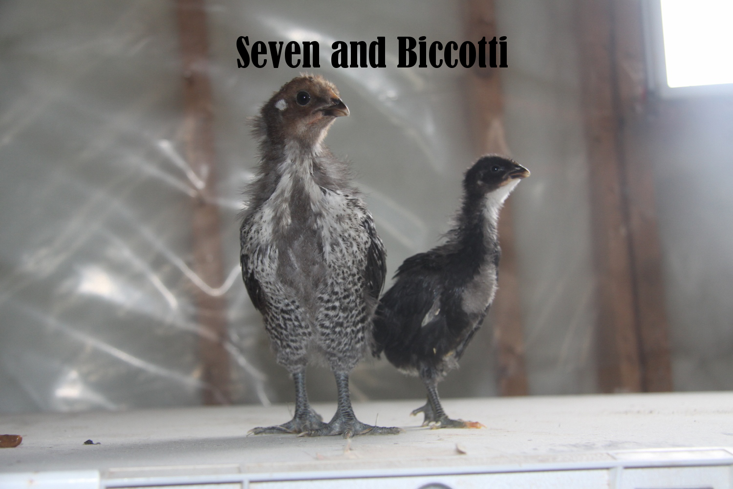 Sven and Biscotti