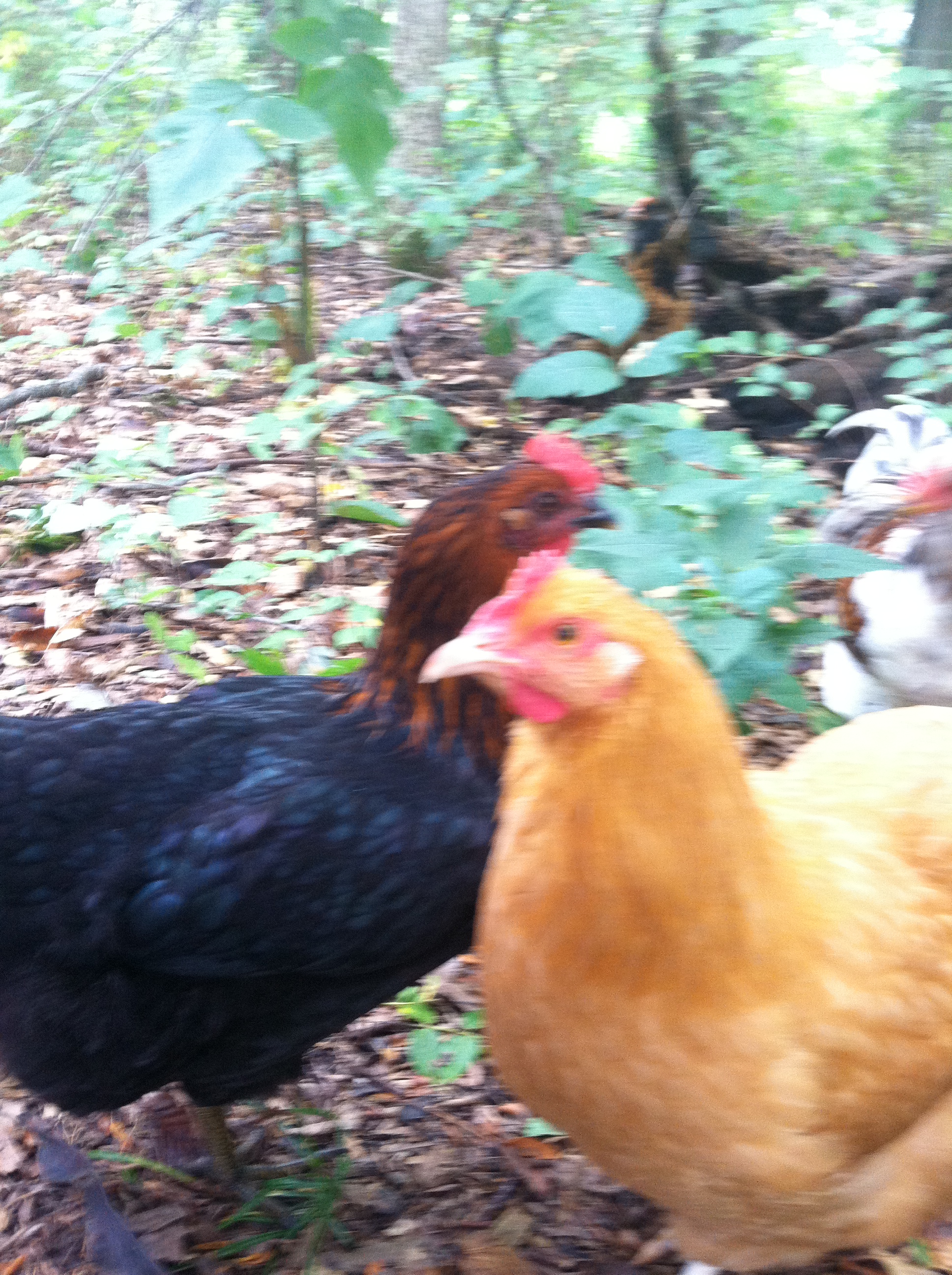 Sweet girls! Black Sex Link and Buff Orpington. Age 6.5 months.