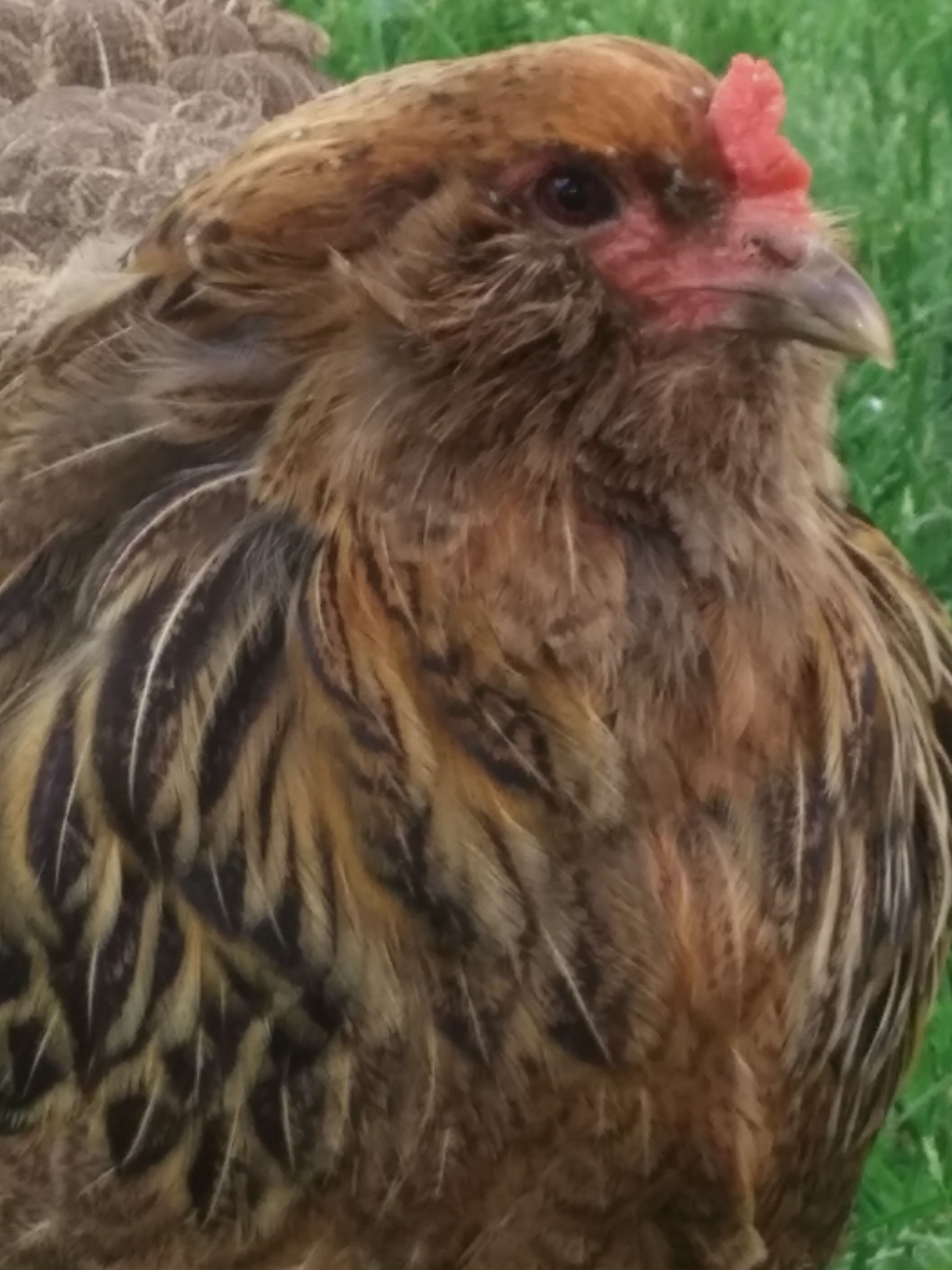 Sweet & Sour.  EE.  Pretty girl!  Has a growl for a cluck.