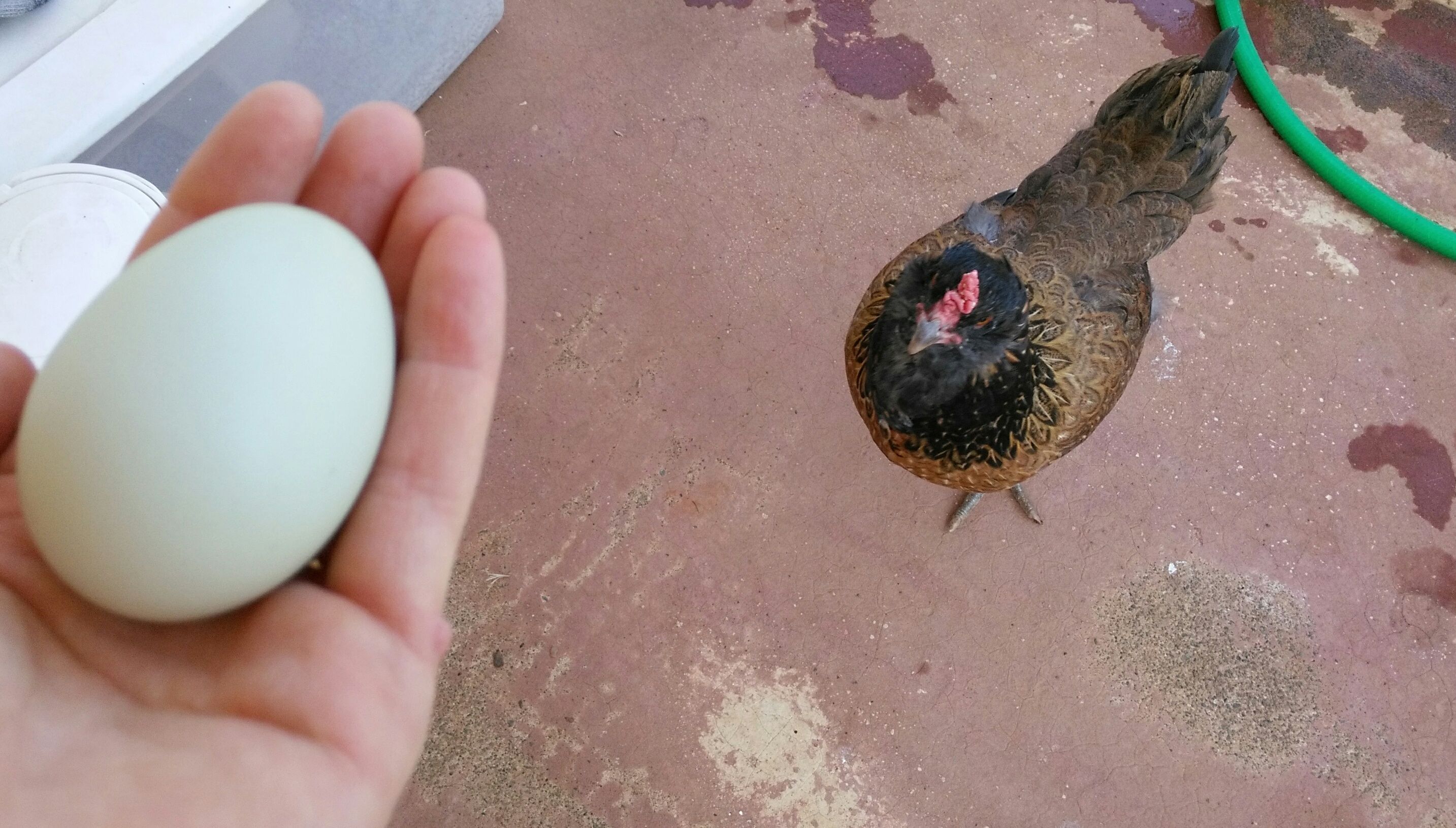 Sylvie's first egg after injury, one month and six days into recovery. Lookin' good!
