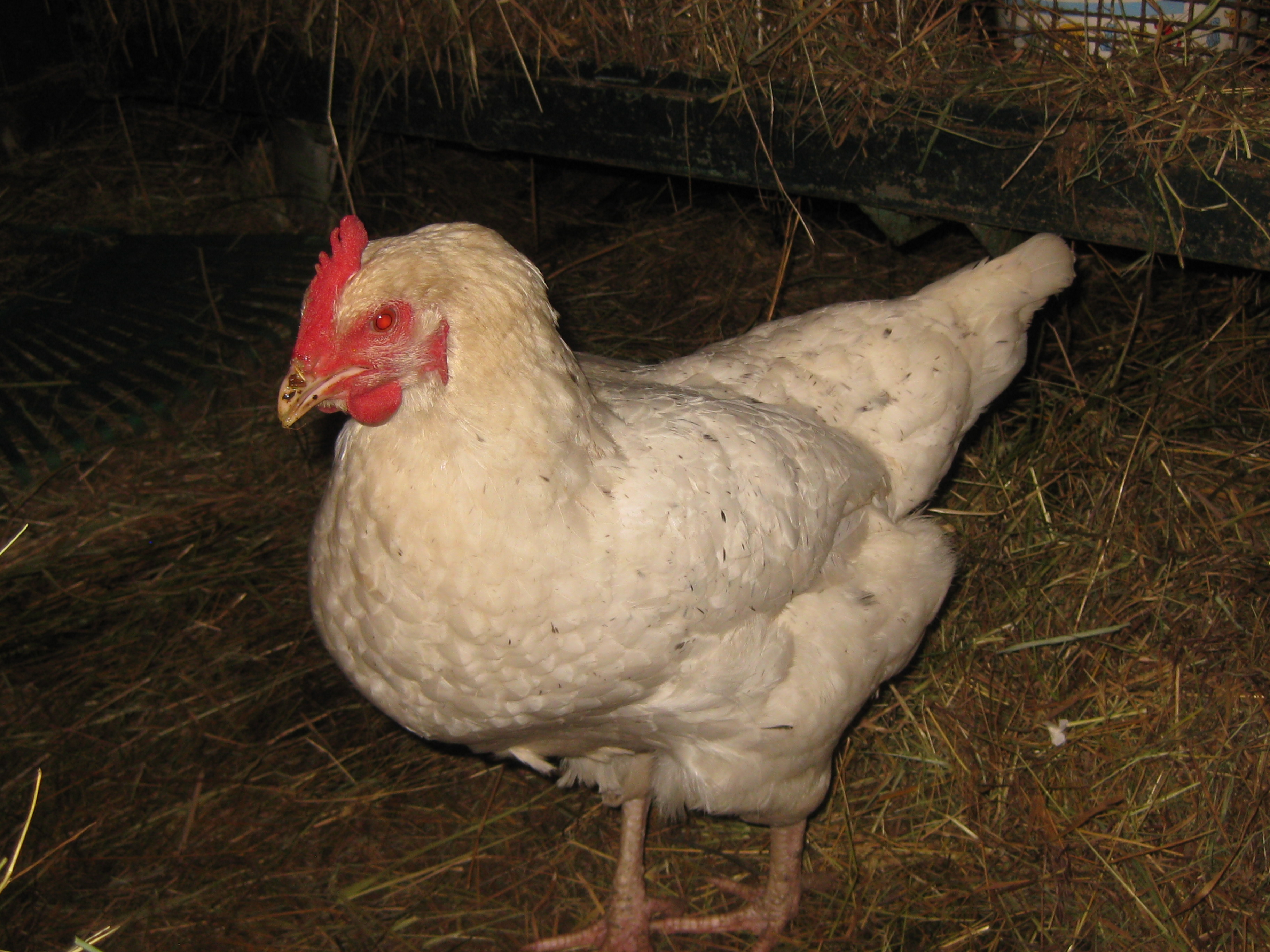 T^his is "Pepper". I don't know her breed,but she lays light bronze colored eggs! She has little black speckles on her back.