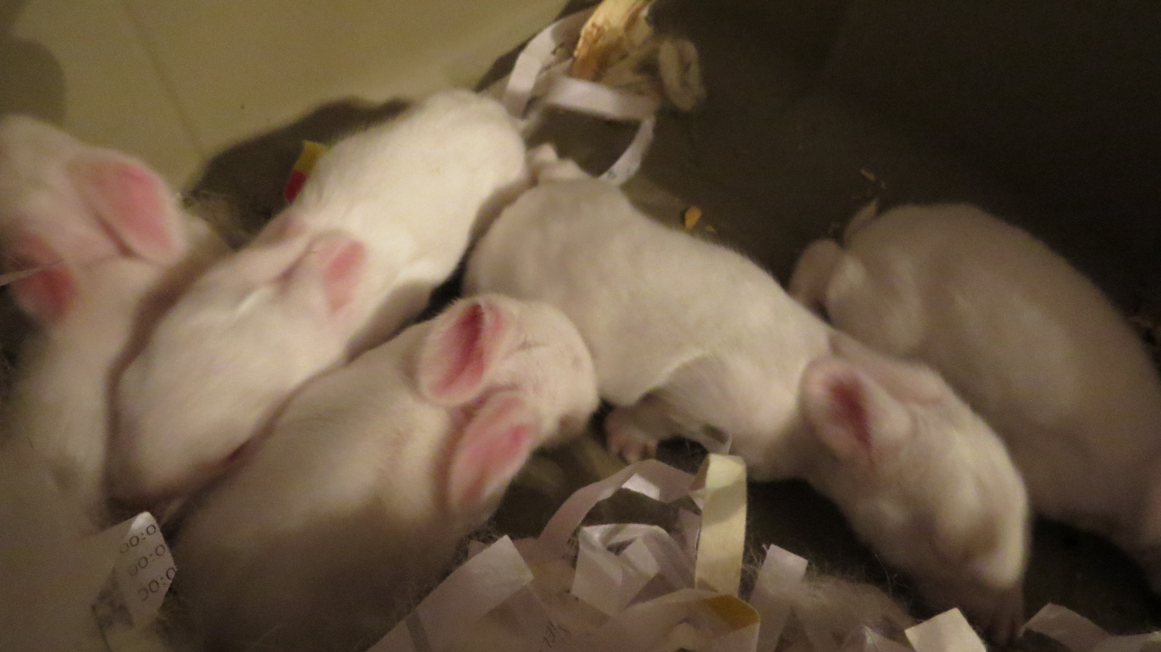 The babies at 2 weeks old.  Their eyes are still closed.