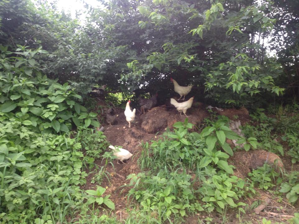 The flock hanging out on the manure pile.