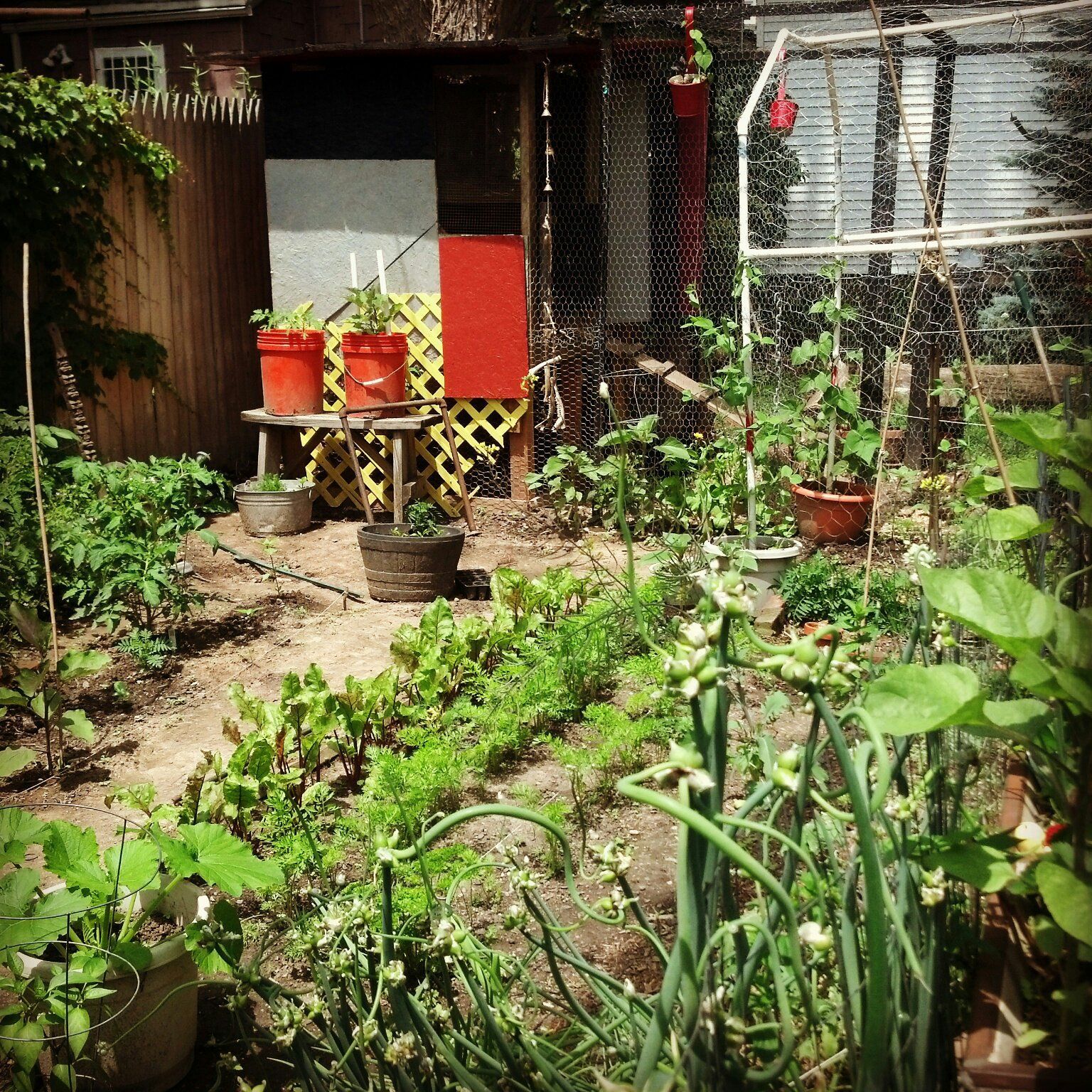 The garden and the coop