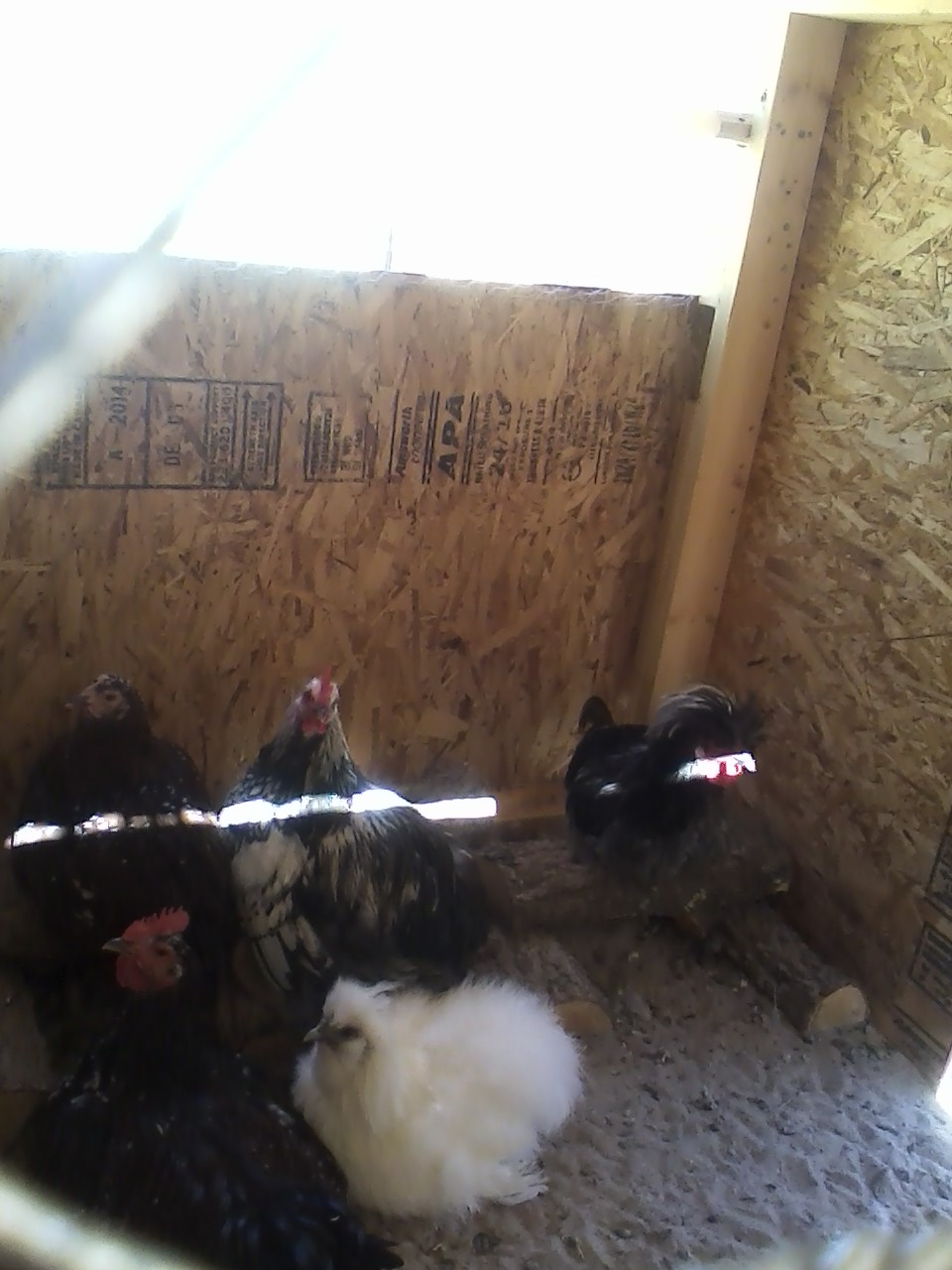 the kids in the coop.