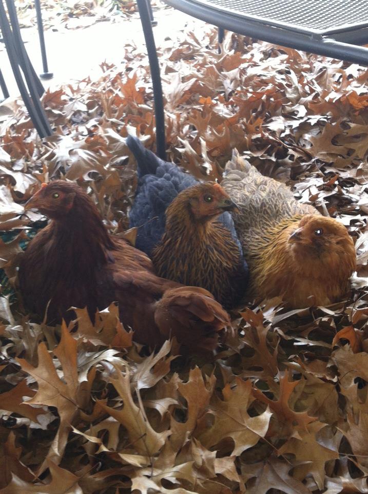 The last picture of the three girls nestled in the blown leaves for a rest after foraging in the compost all morning.