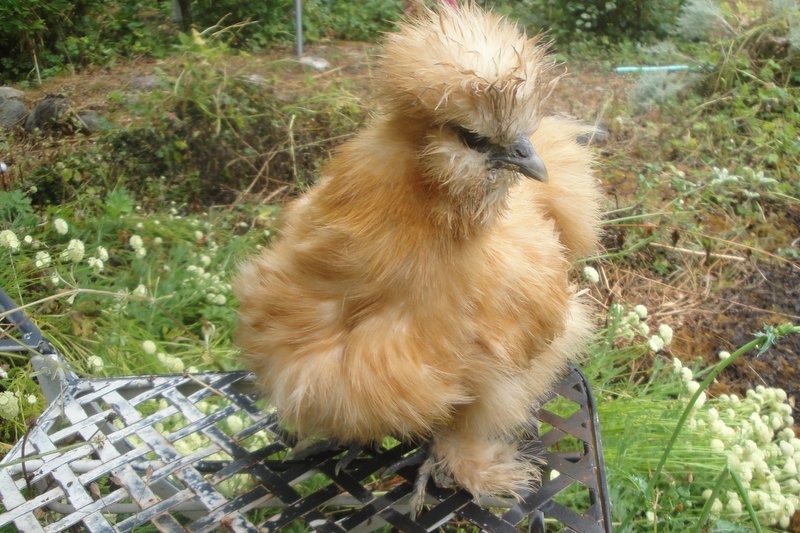 The little Buff pullet is adorable but very small. Last chick hatched out of the bator and the smallest of the lot.  Four months old. July 2013