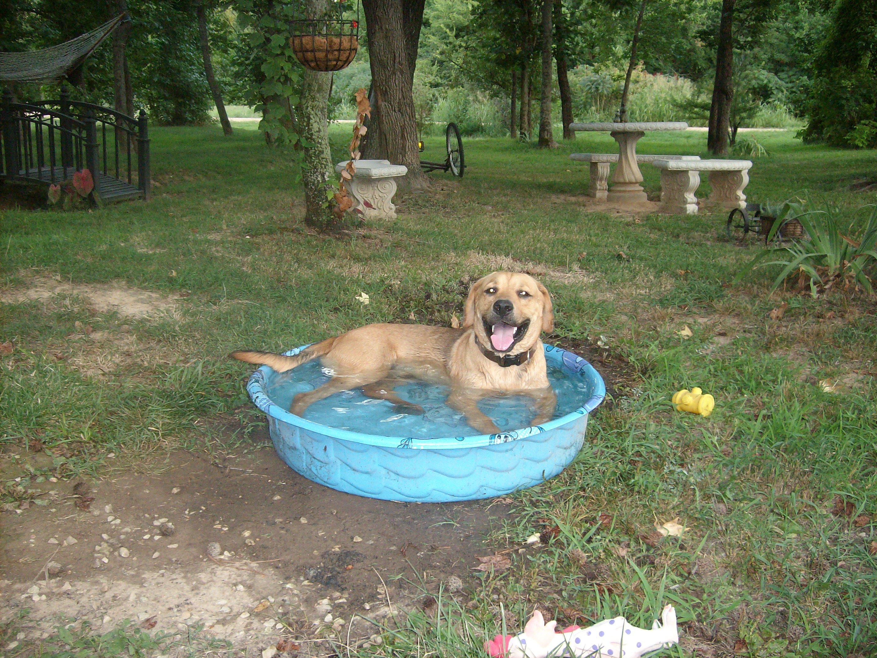 The live in neighbor dog cooling off in the pool normally used for everyones drinking water.