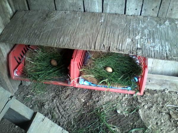 The nest boxes I made. It took one day for them to tear up the nest...I guess grass was a bad idea! Lol, I learn something new everyday. Kinda like that show Green Acres.....im clueless!!