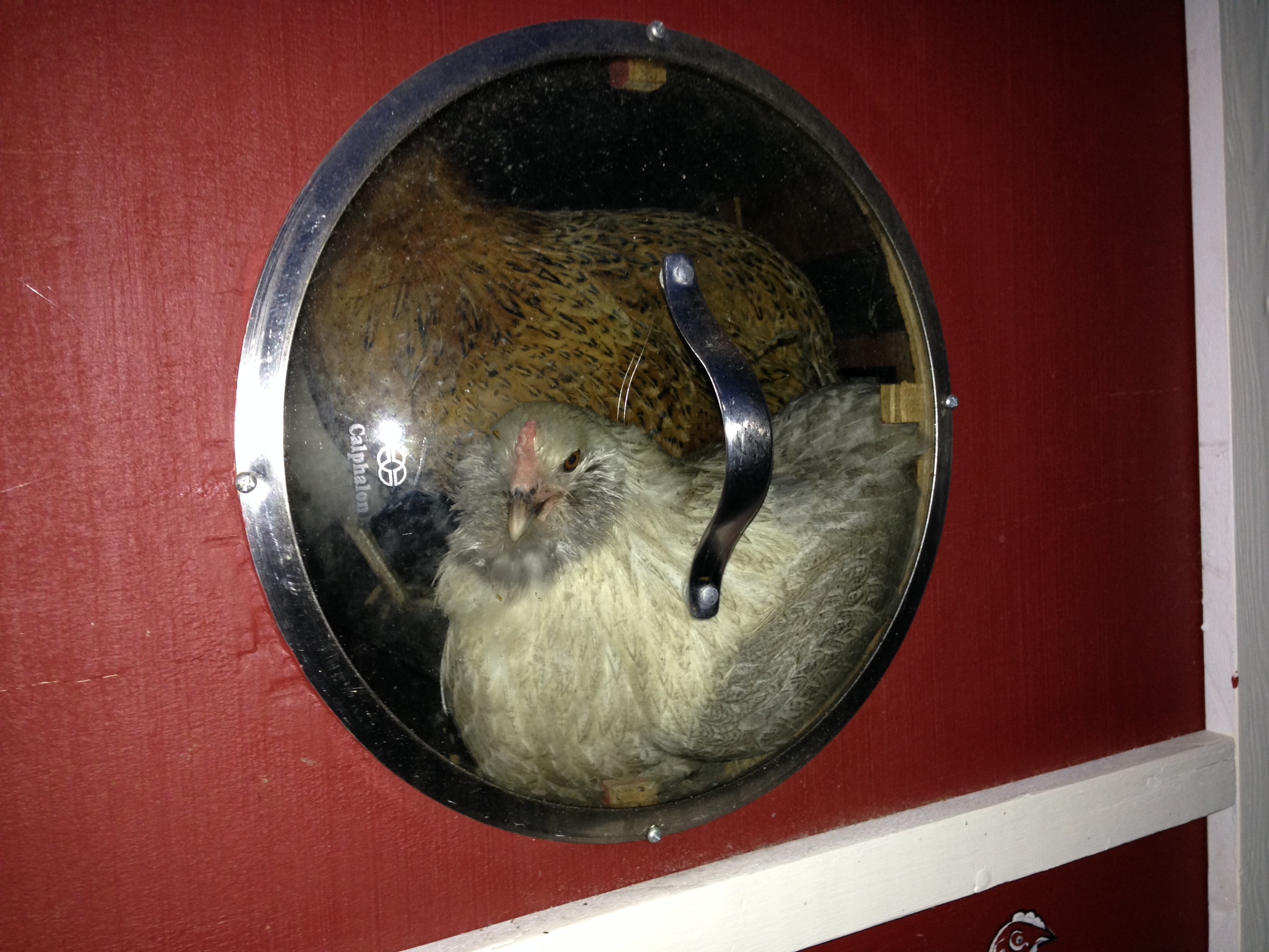 The new 4x4 coop has two round windows, one at either end of one of the two roosts. Here's Deedee enjoying the window seat!