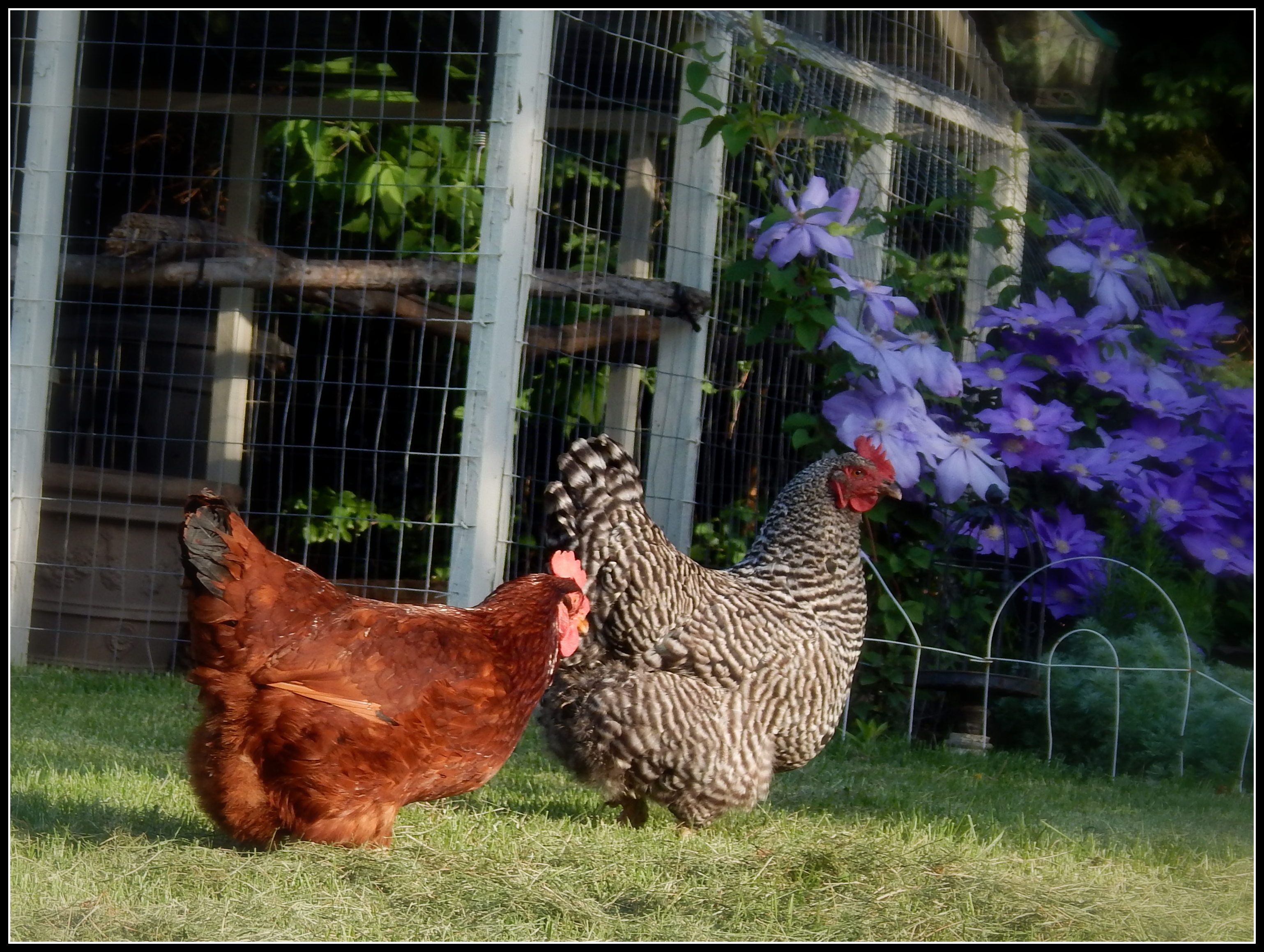 The older hens out by their coop. They are 2-3 years old, we got them as l-2 year old laying hens last year.