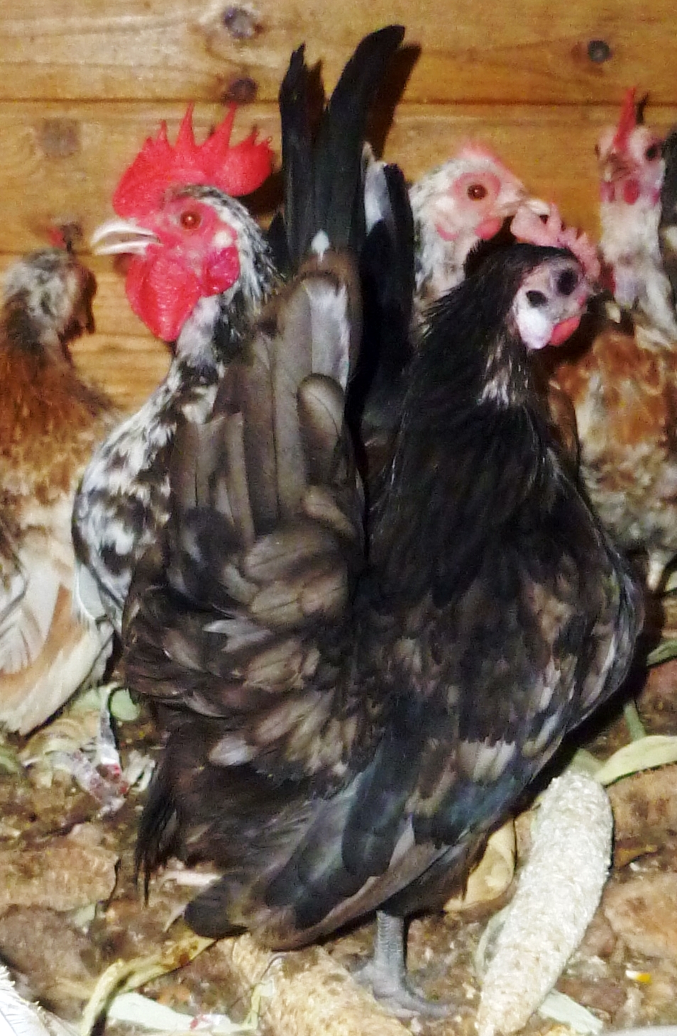 The roo is Micro class and reproduces, here is one of his hens, and she also reproduces, we are striving for 7-12 ounce birds only