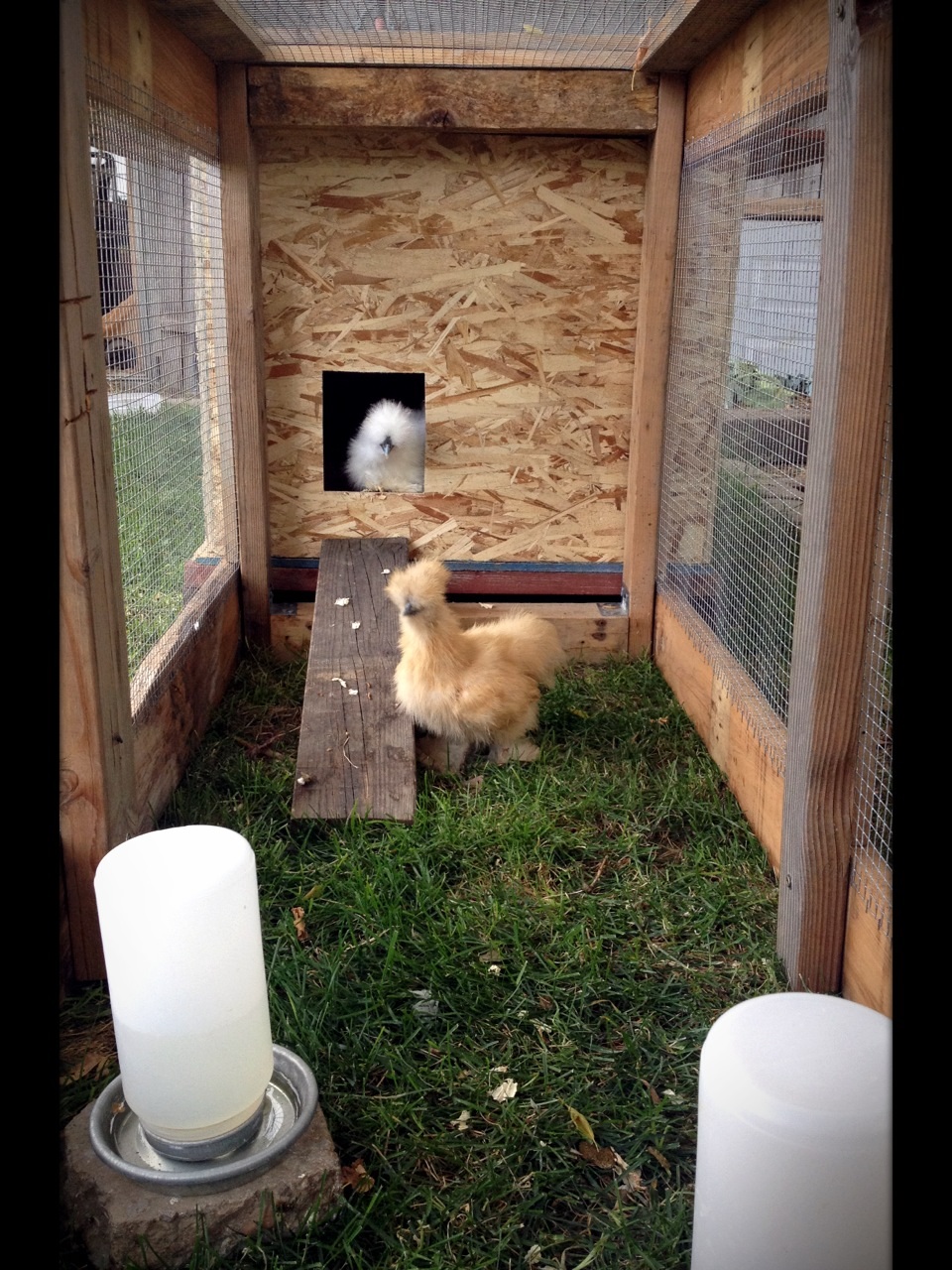 The silkies in their new (almost finished) mini-coop. They seem to really enjoy it so far! There is still plenty to do, but it's at least secure and live-able, and it seemed like a good idea to get them out there in an unfinished but secure coop rather than keep them in the dog crate we had them in.