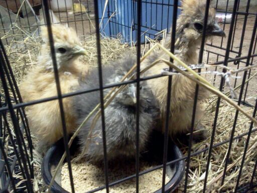 These are my new silkie chicks!