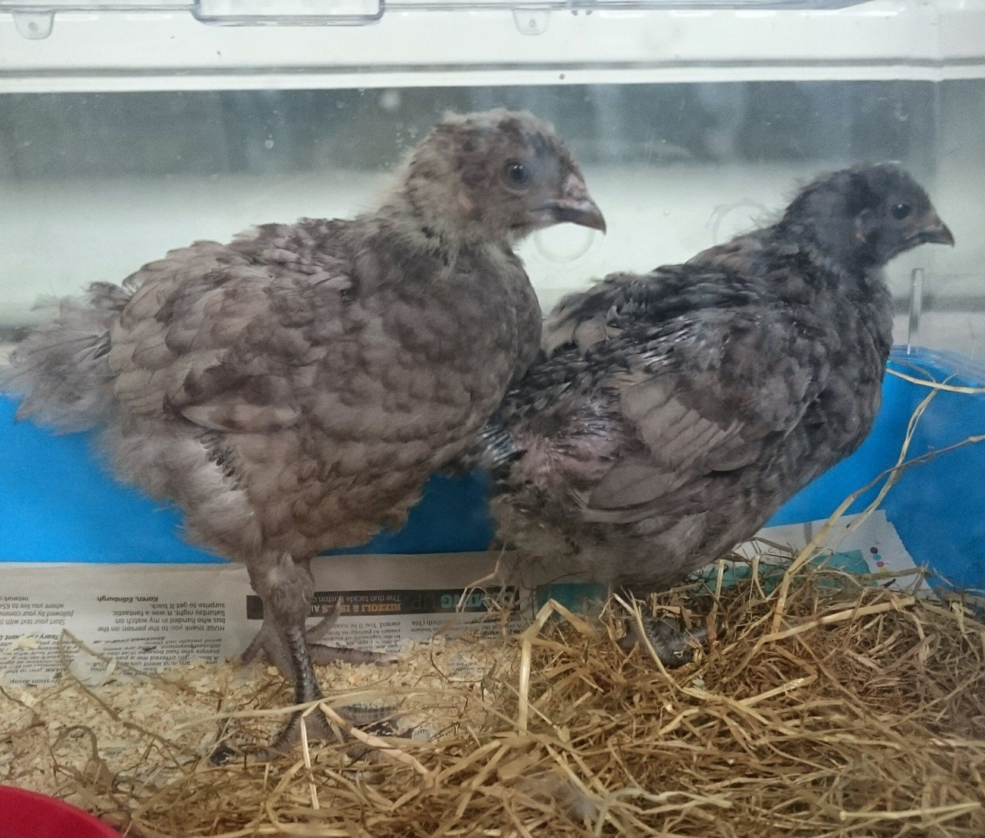 These are our Blue Ranger chick.  We only recently got them and think they are around 7 wks Old, we're not exactly sure and I was curious if anyone agreed or had a better idea idea?