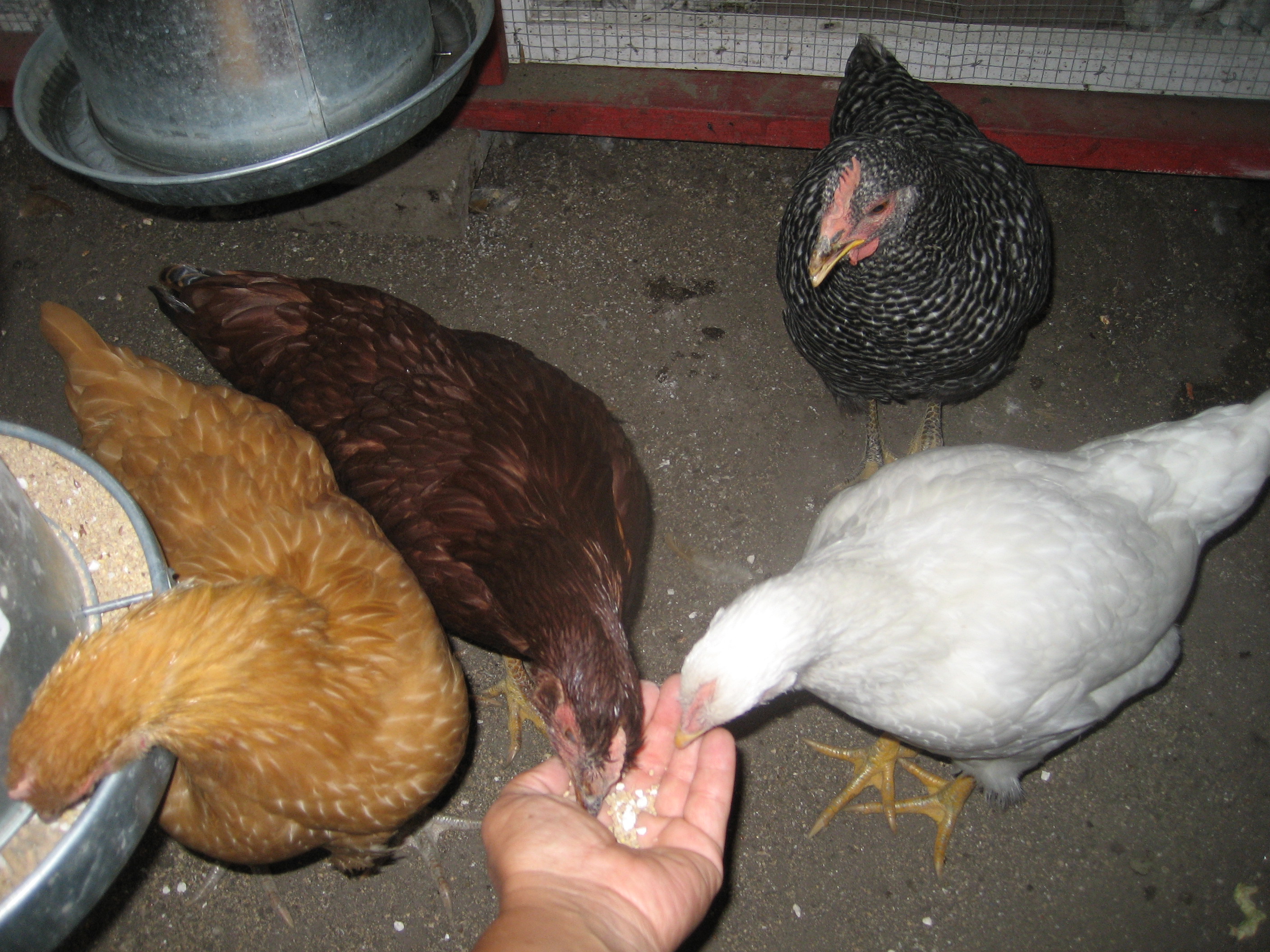 They like to eat feed from my hand
