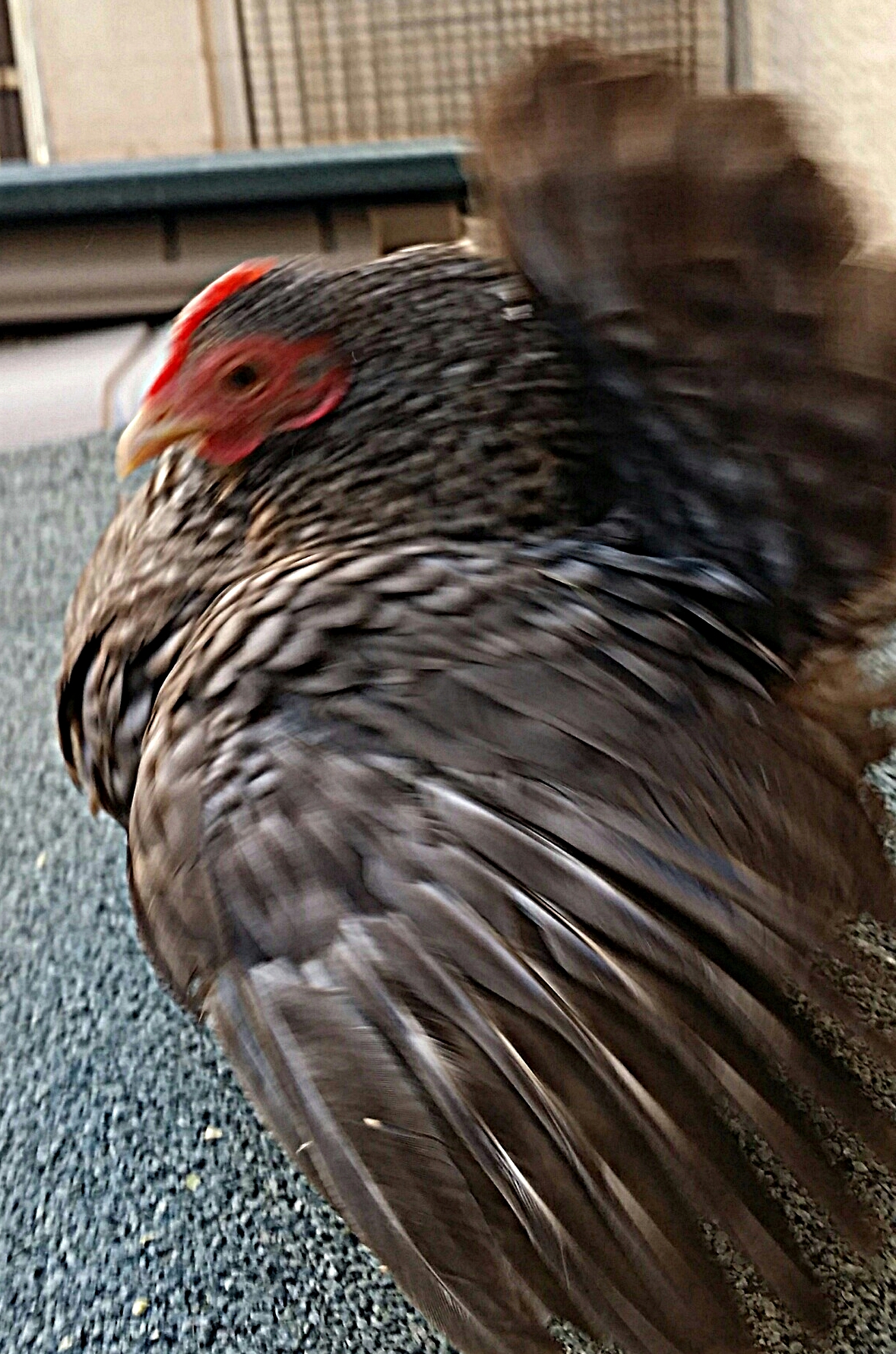 This hen is one of our foundation stock hens, she is the only foundation hen to remain in the breeder coup. She produced several breeders and a roo "Taco" that sired several of our lines chicks. She is getting some age on her, but produced several chicks late in the 2015 season.