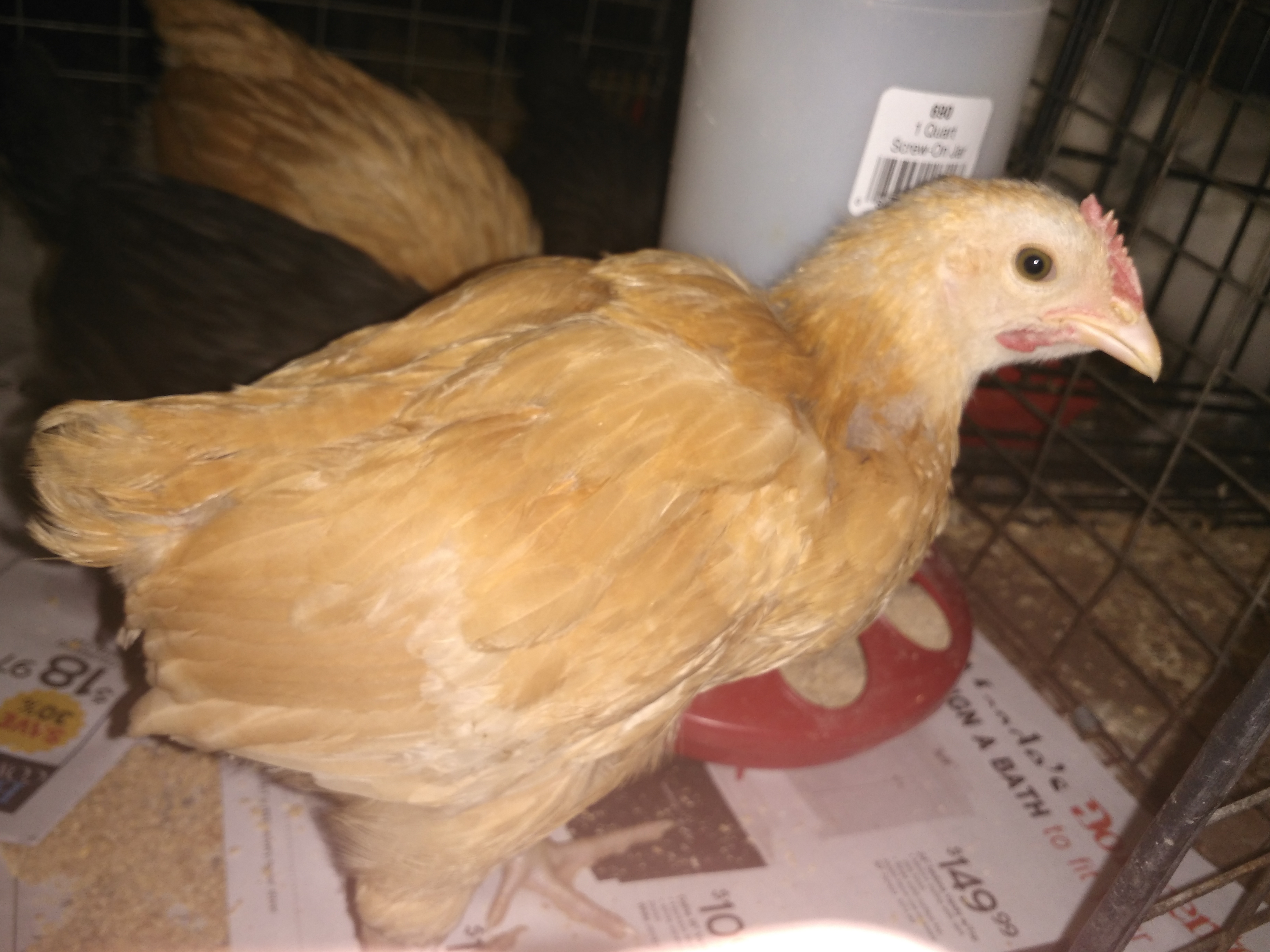 This hen looks like a Rooster?