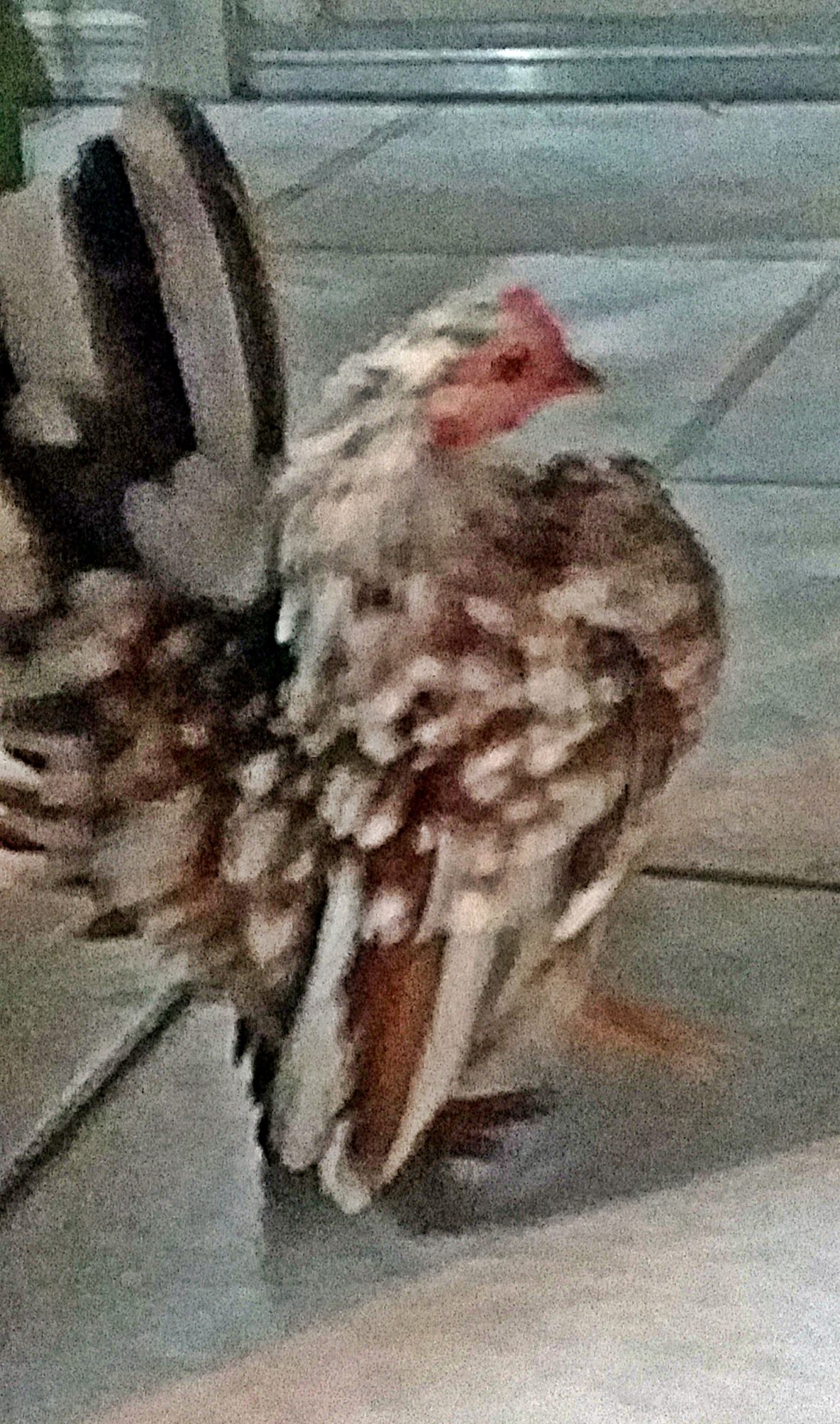 This is a pullet we hatched and raised, it comes from the "OC" line in California