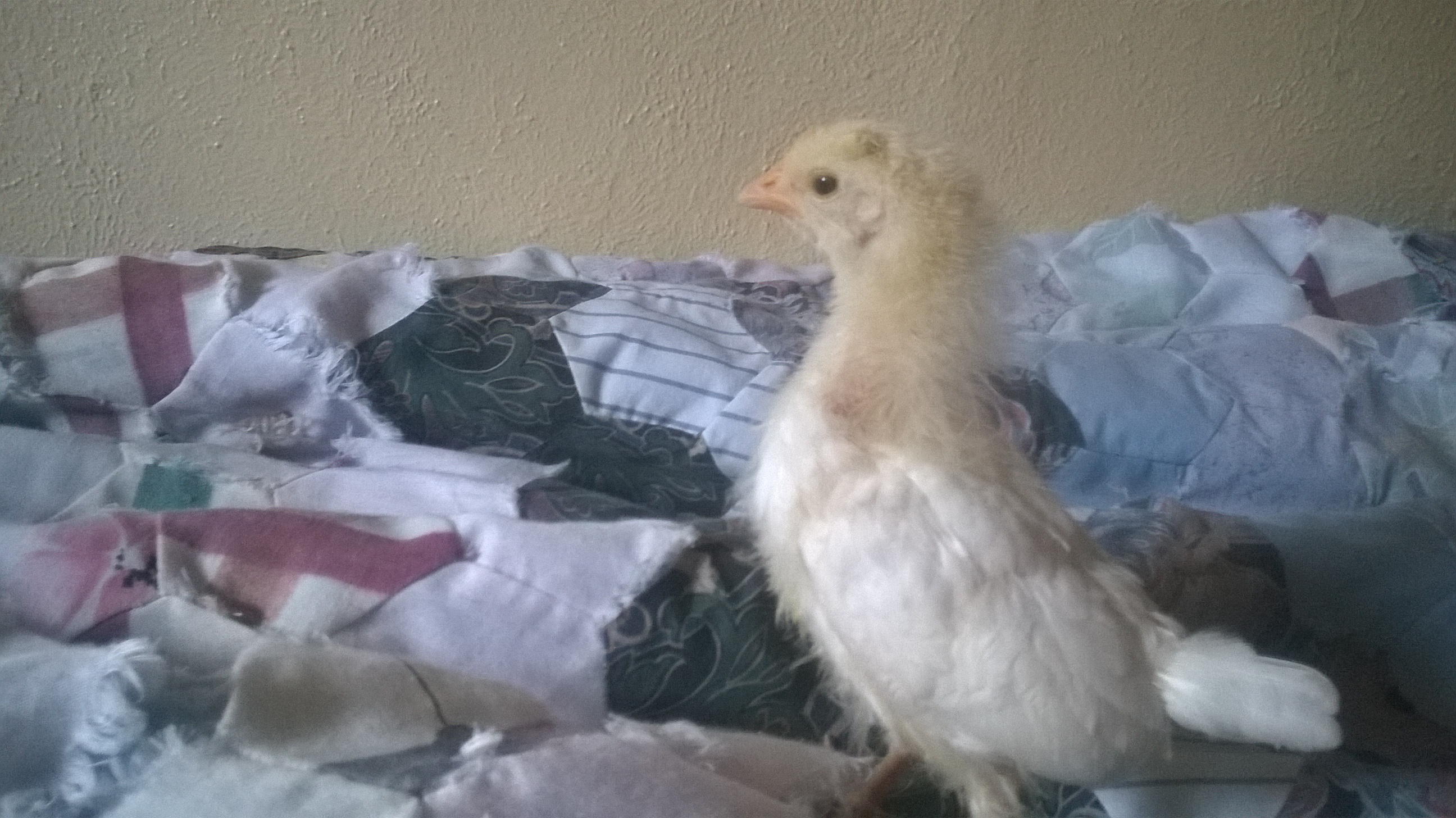 This is Ethel at age 19 days White Leghorn.