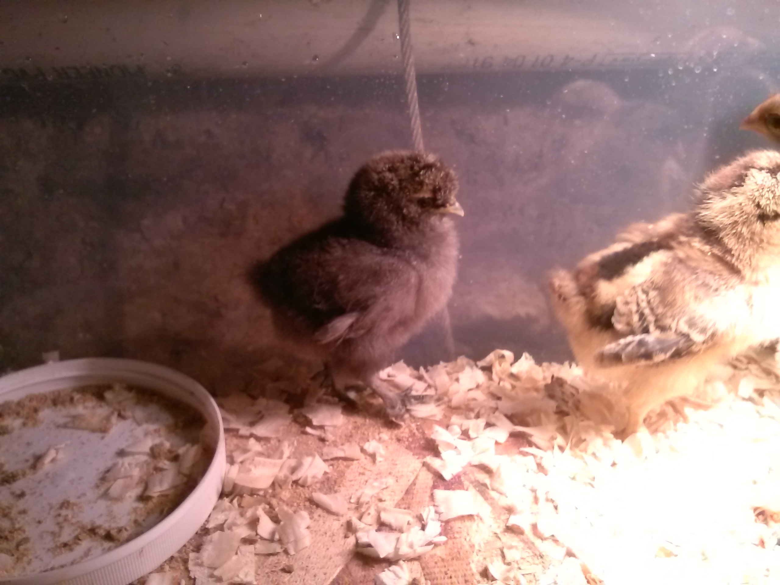 This is Jute my silkie chick  I have high hopes for.