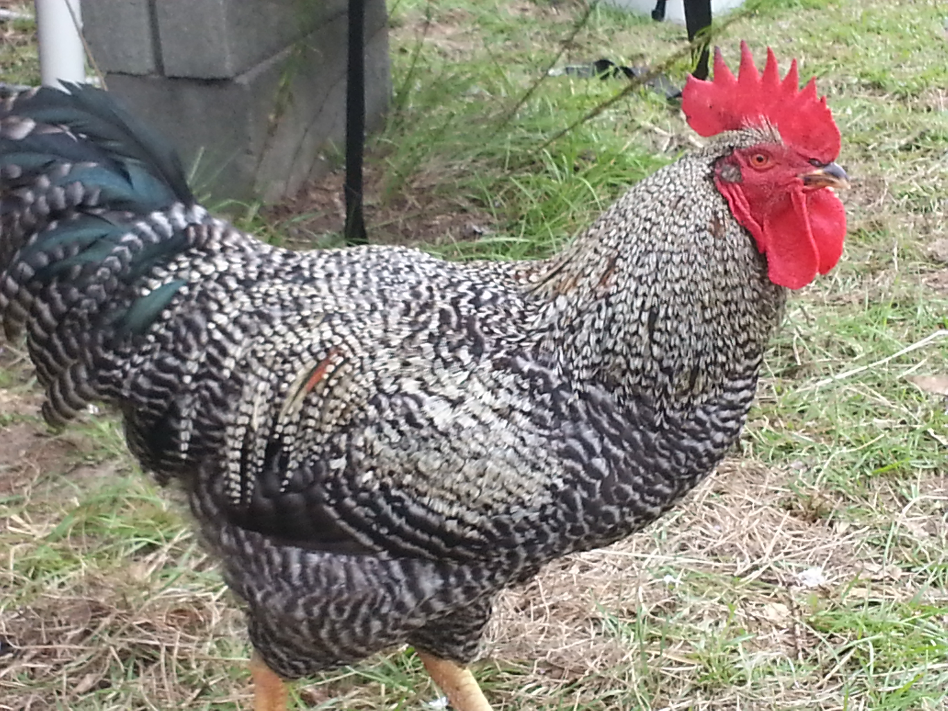 This is my barred rock all grown up... his name is bluto