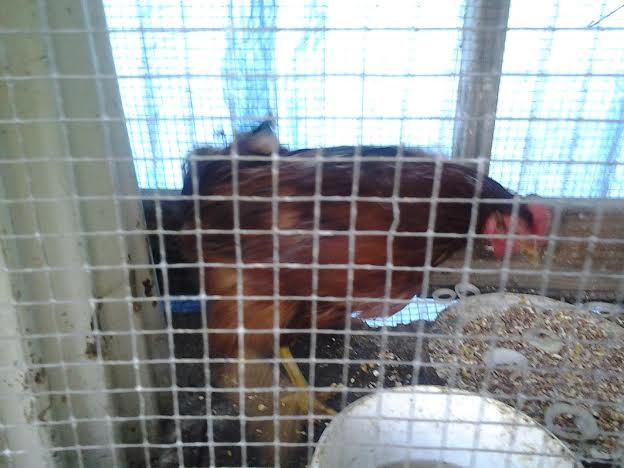 this is my game rooster he has a brother. he likes to bite me when I feed lol