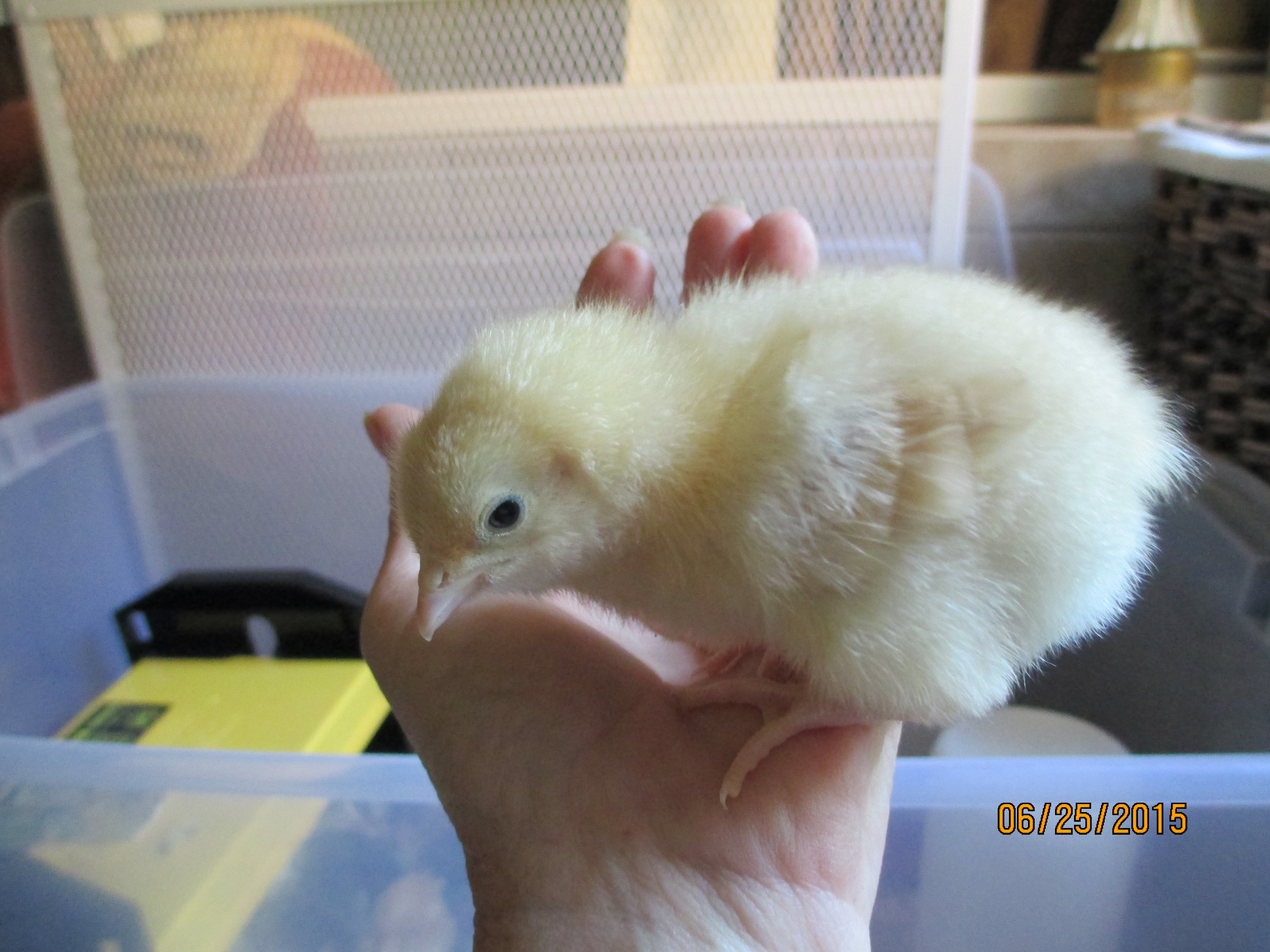 This is Olivia our Buff Orpington pullet.