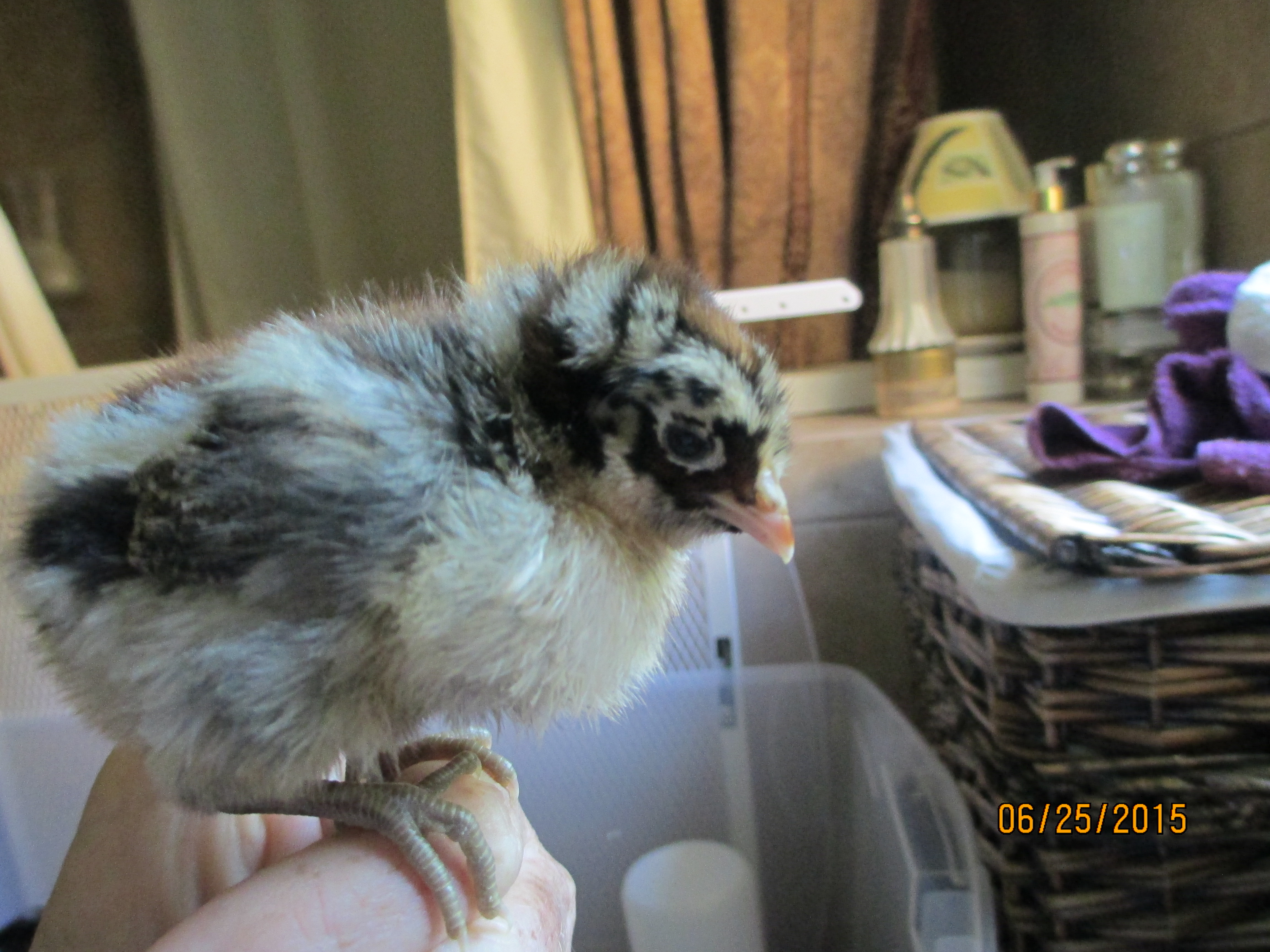 This is Snicker Doodle our Campine pullet.