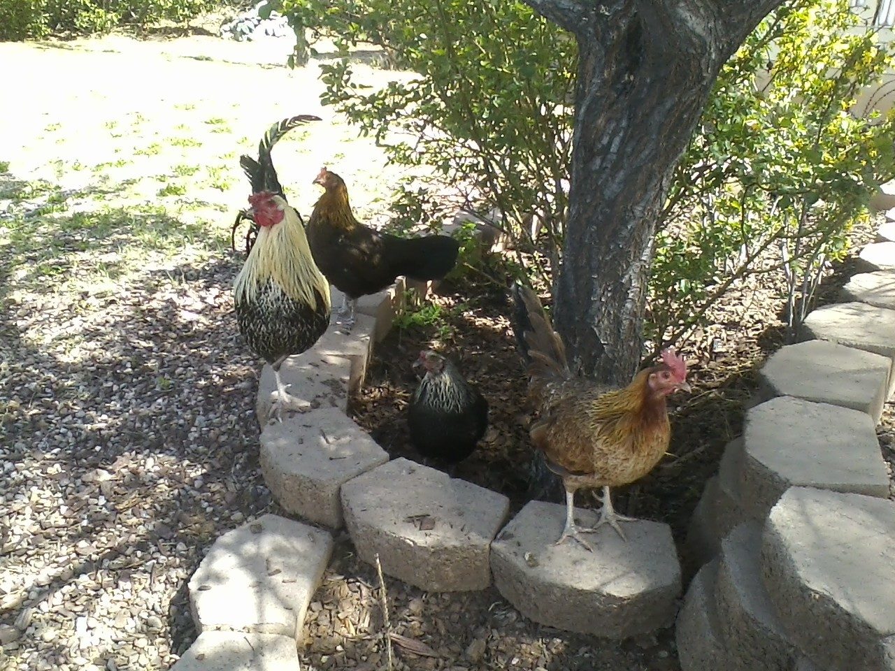 This is the family of American Game Bantams that I own. The hen on the right is cornellia; shes the mother. Last summer a beat-up wing-clipped skinny chicken wandered into my yard. I started feeding her and she stayed... a week later she dissapeared and for the next 3 weeks I only saw her for brief moments. All off a sudden one morning she had 6 little chicks behind her as they foraged and ran around the yard.