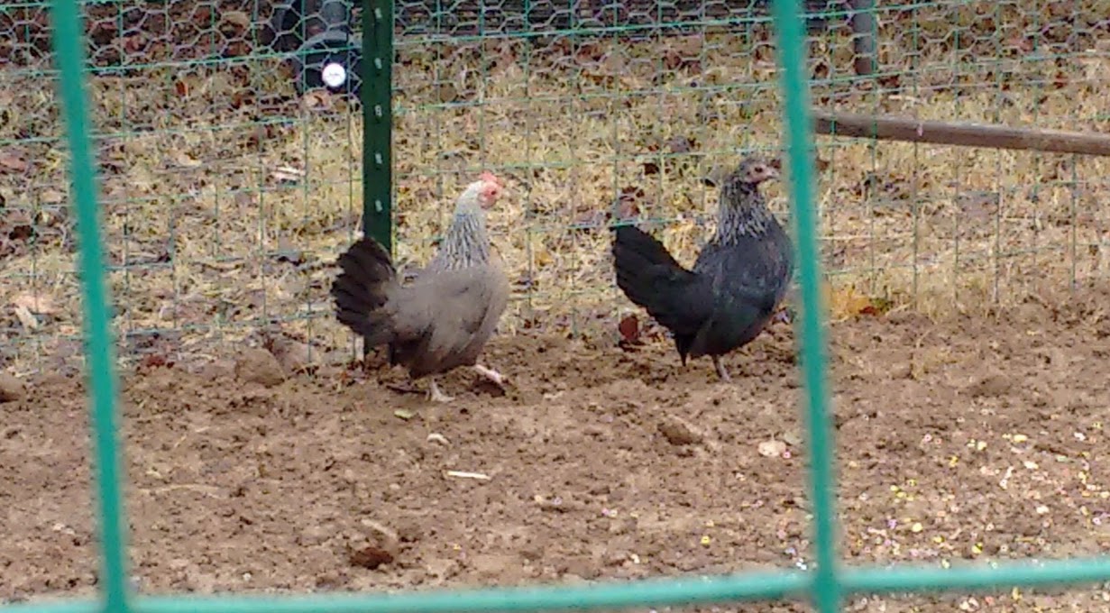 This is the new bantams added to the flock.  Man are they loud! Love em anyways...
