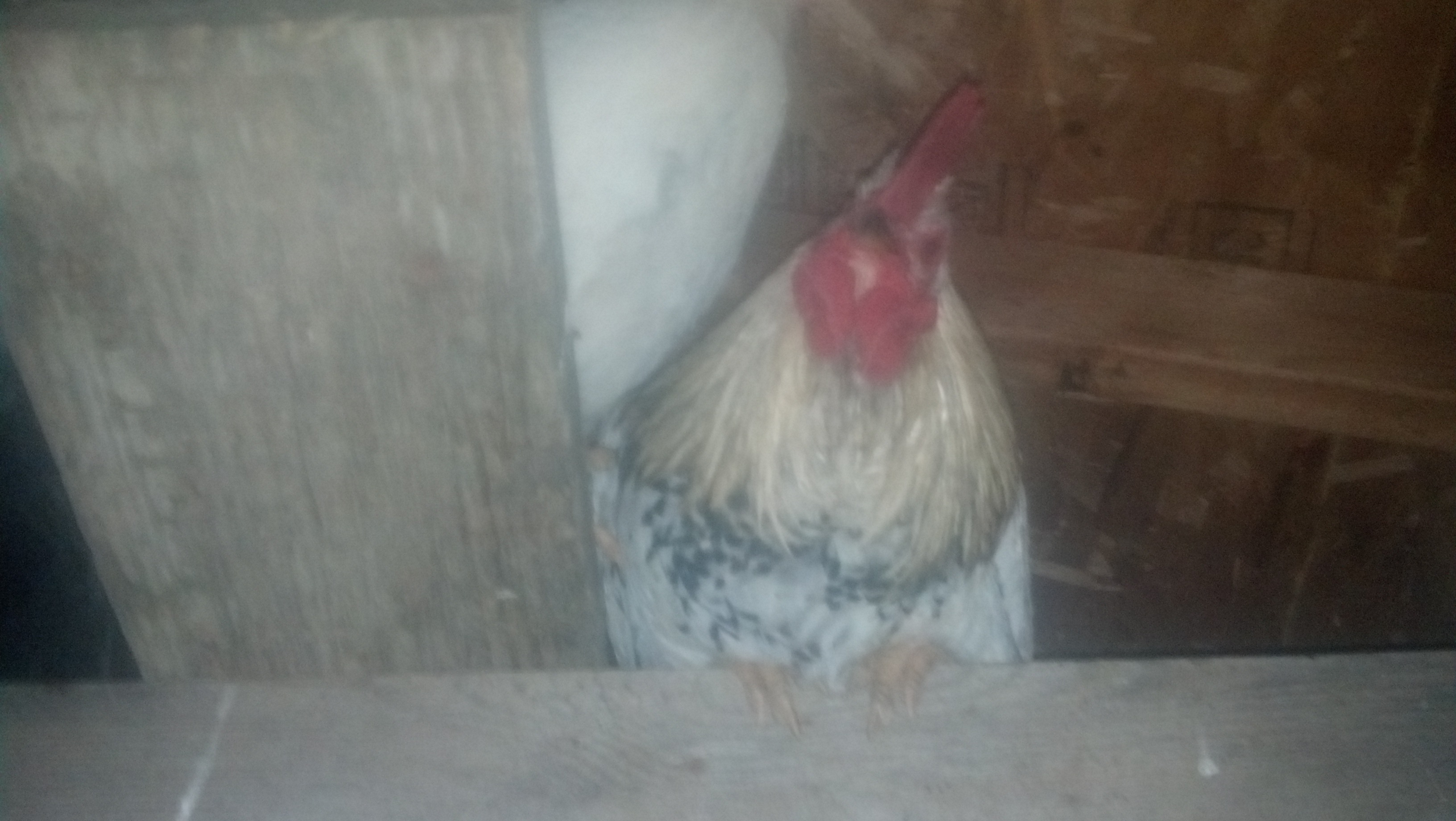 This is what you see as soon as you enter the coop ..