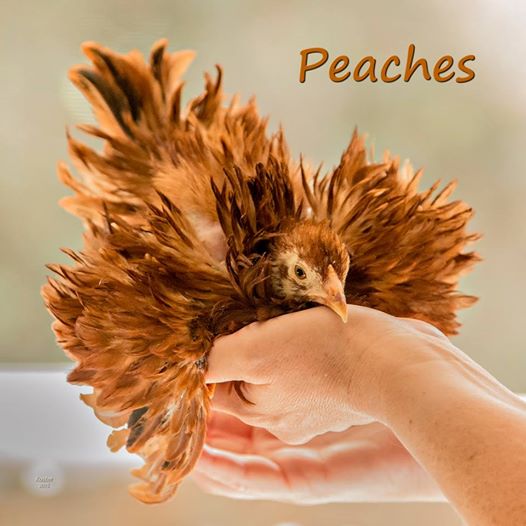 This is young peaches who also didn't make it due to red mites