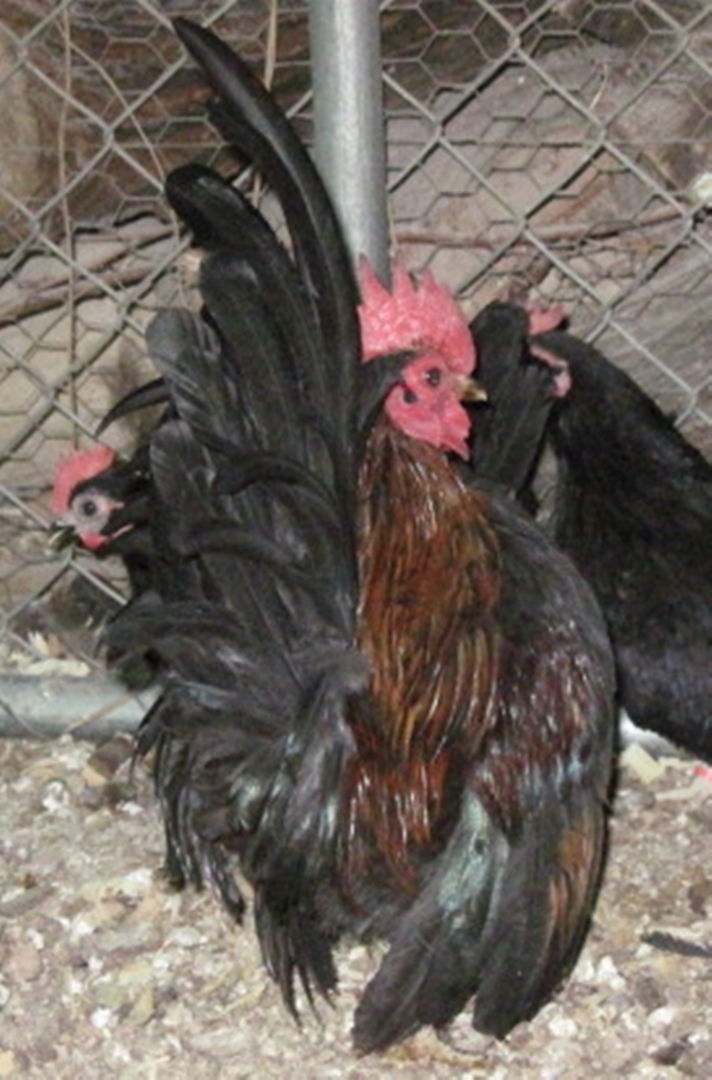 This old serama roo, we still are breeding with his own hens, he is a little bigger then we like to put in our main coop, we have him on the side with his own girls. We only got a few chicks from him last year, but his type warrants another try. Love that tail !!