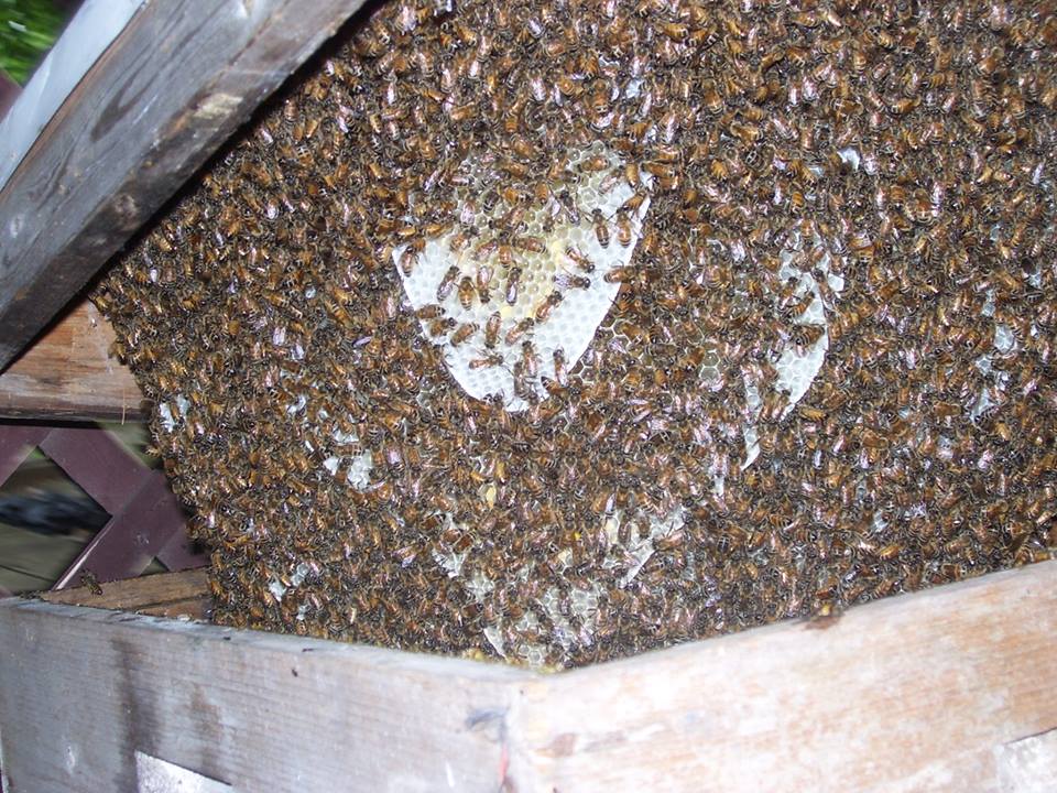 This was a spare deep I had stored under our deck. No frames just an empty box. I went on vacation for a couple weeks and guess what moved in?  I love Free Bees.