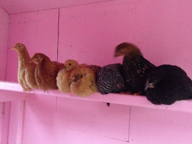 This was how the girls were the first night in the coop.