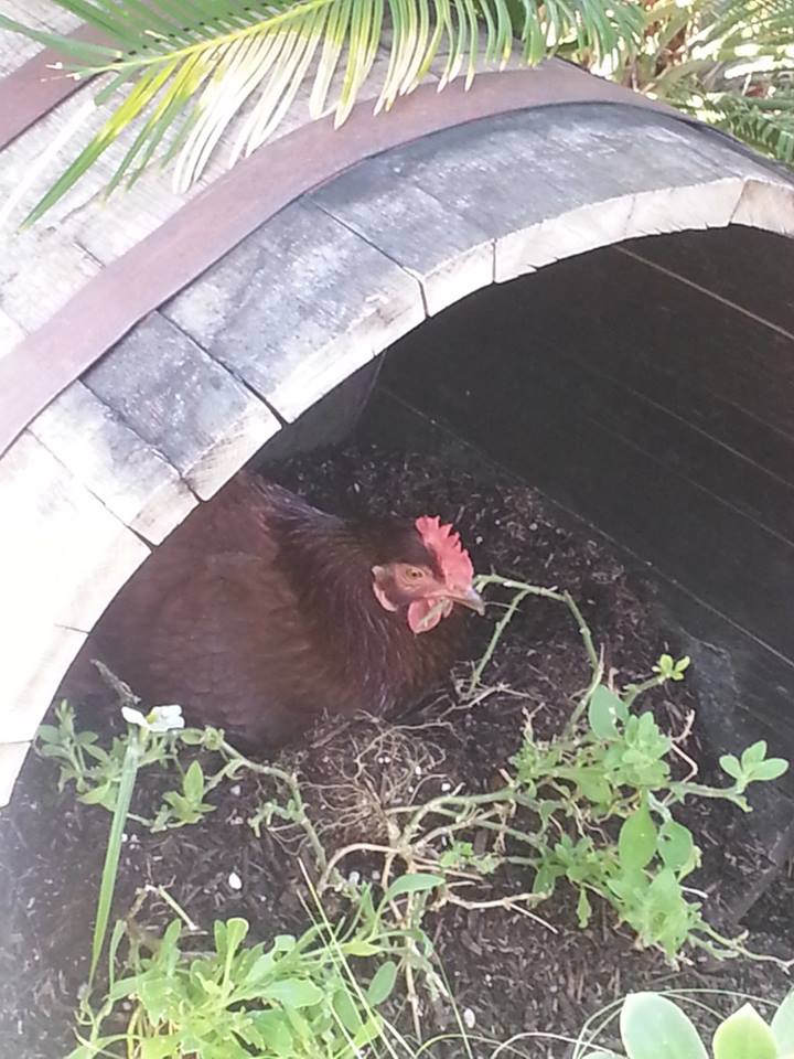 *
took s a few days to find where big red was layig her eggs
