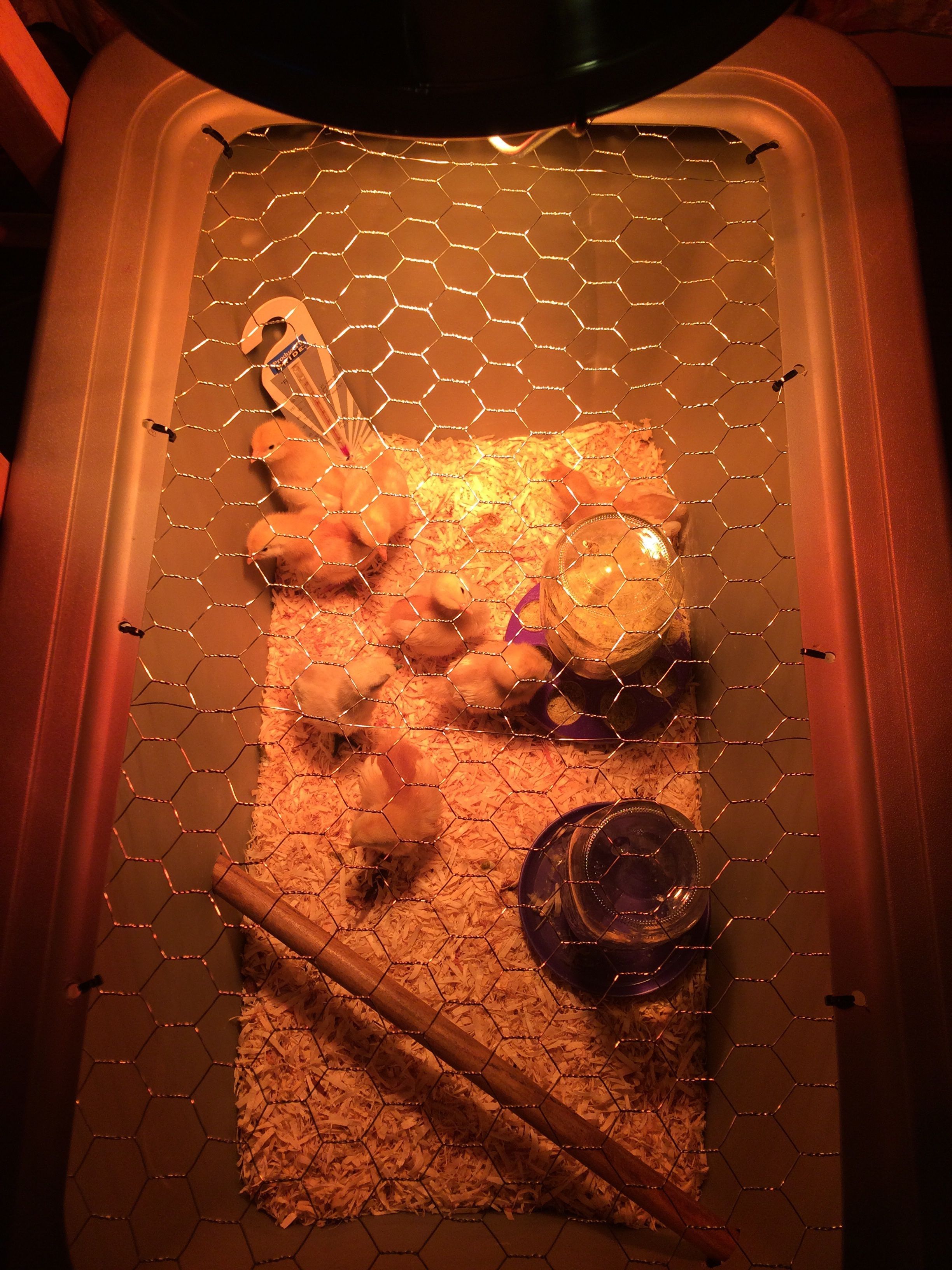 Tote brooder box with our new family members.