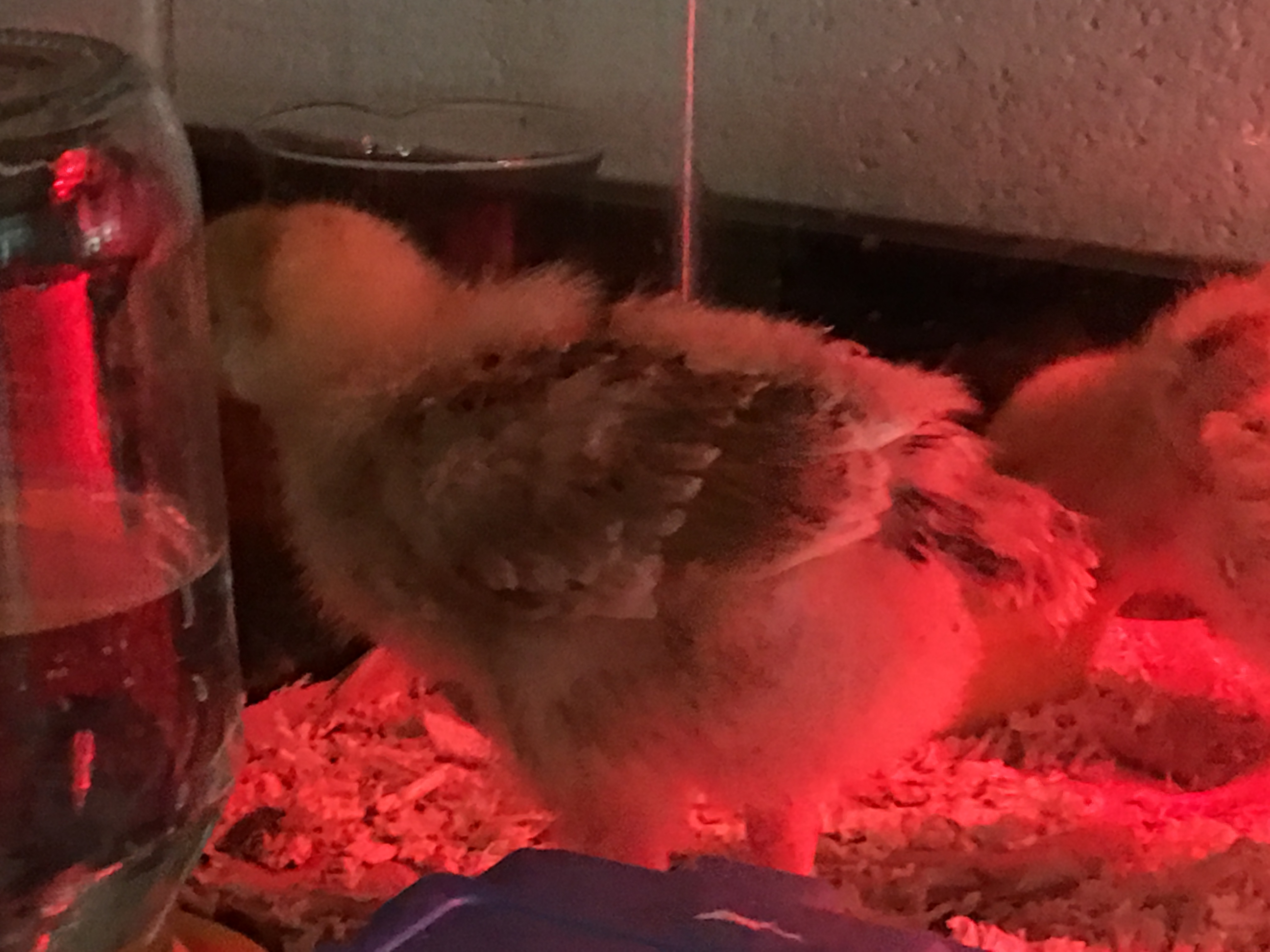 Trying to figure out what type of chickens we have. We were told the eggs were leghorns...