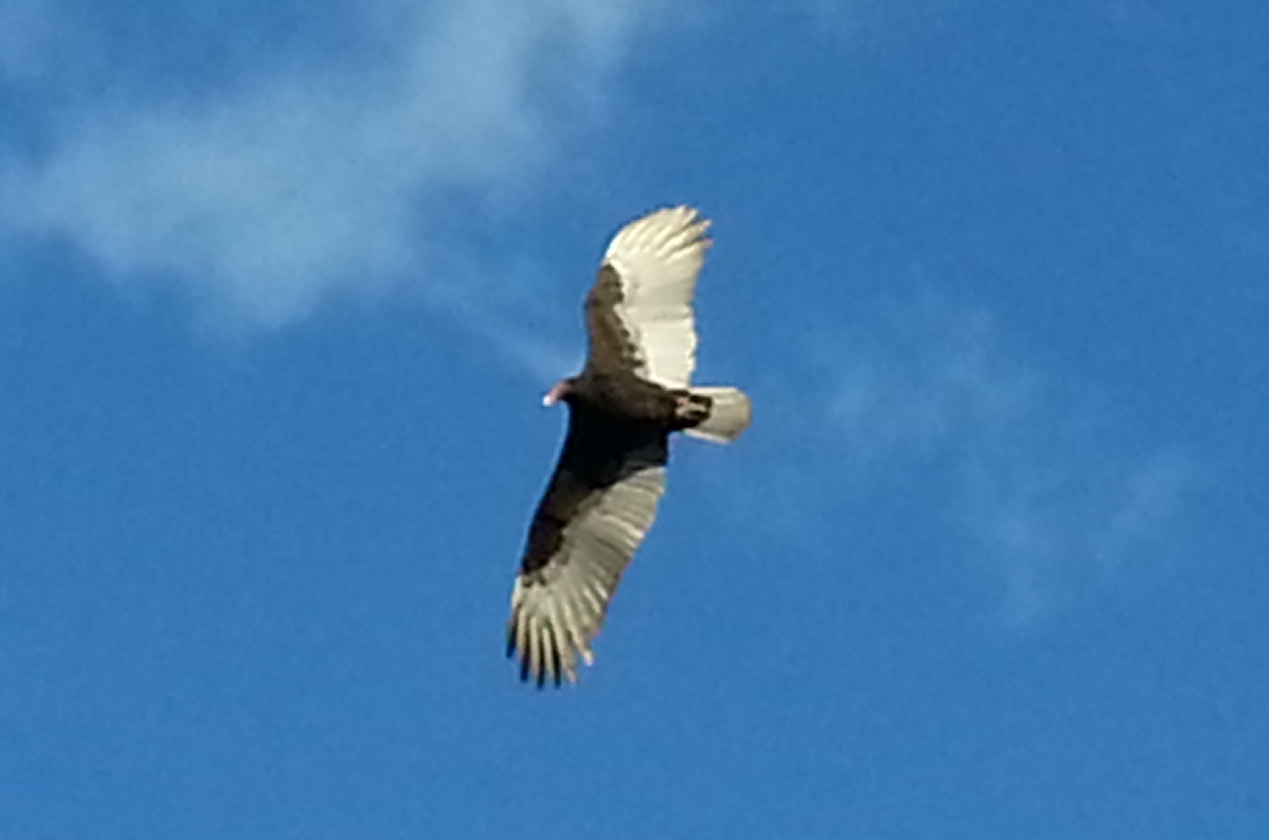 Turkey vulture.  Very close by.