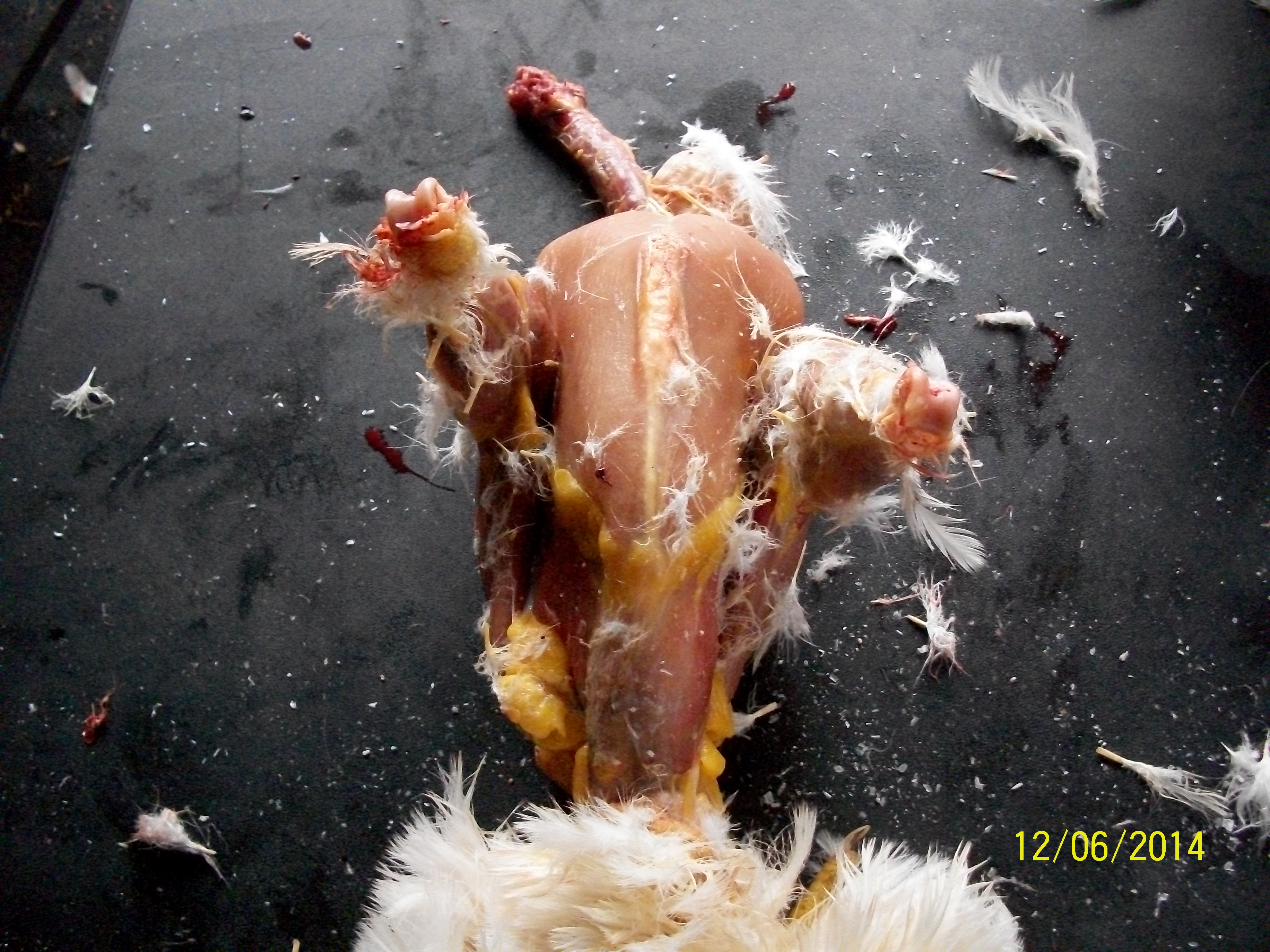 Turn bird and cut free the skin flap over the abdomen and any remaining attachments around the rectum.