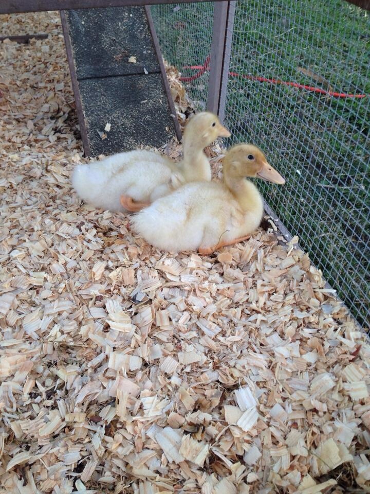 Two new peaking ducks :)