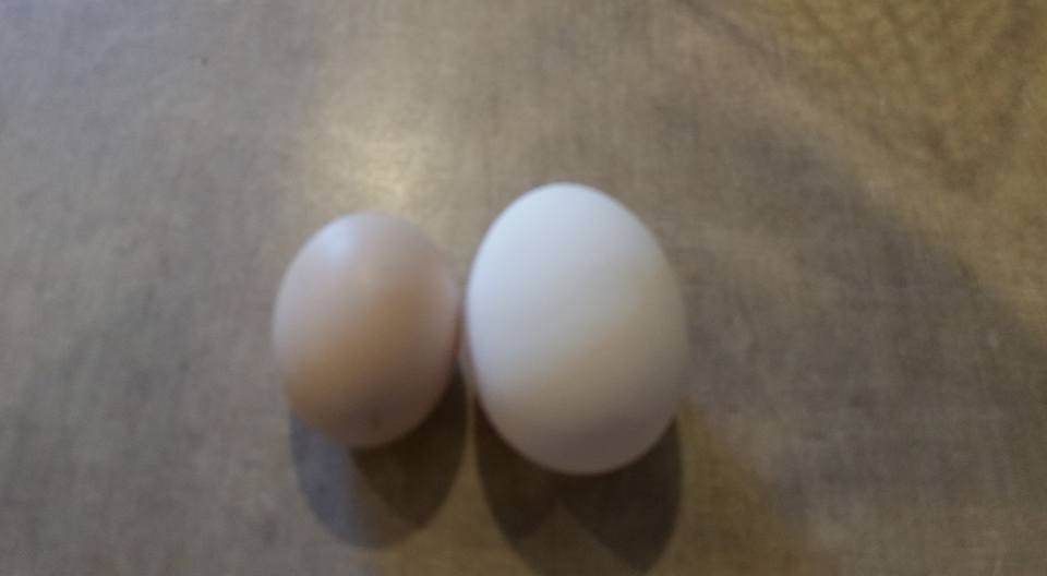 Two of the eggs we collected yesterday.  One is so much bigger than all the rest.  OUCH!! Sorry Girl!! And the other we debate if we should call it pink or tan.  What do you think?