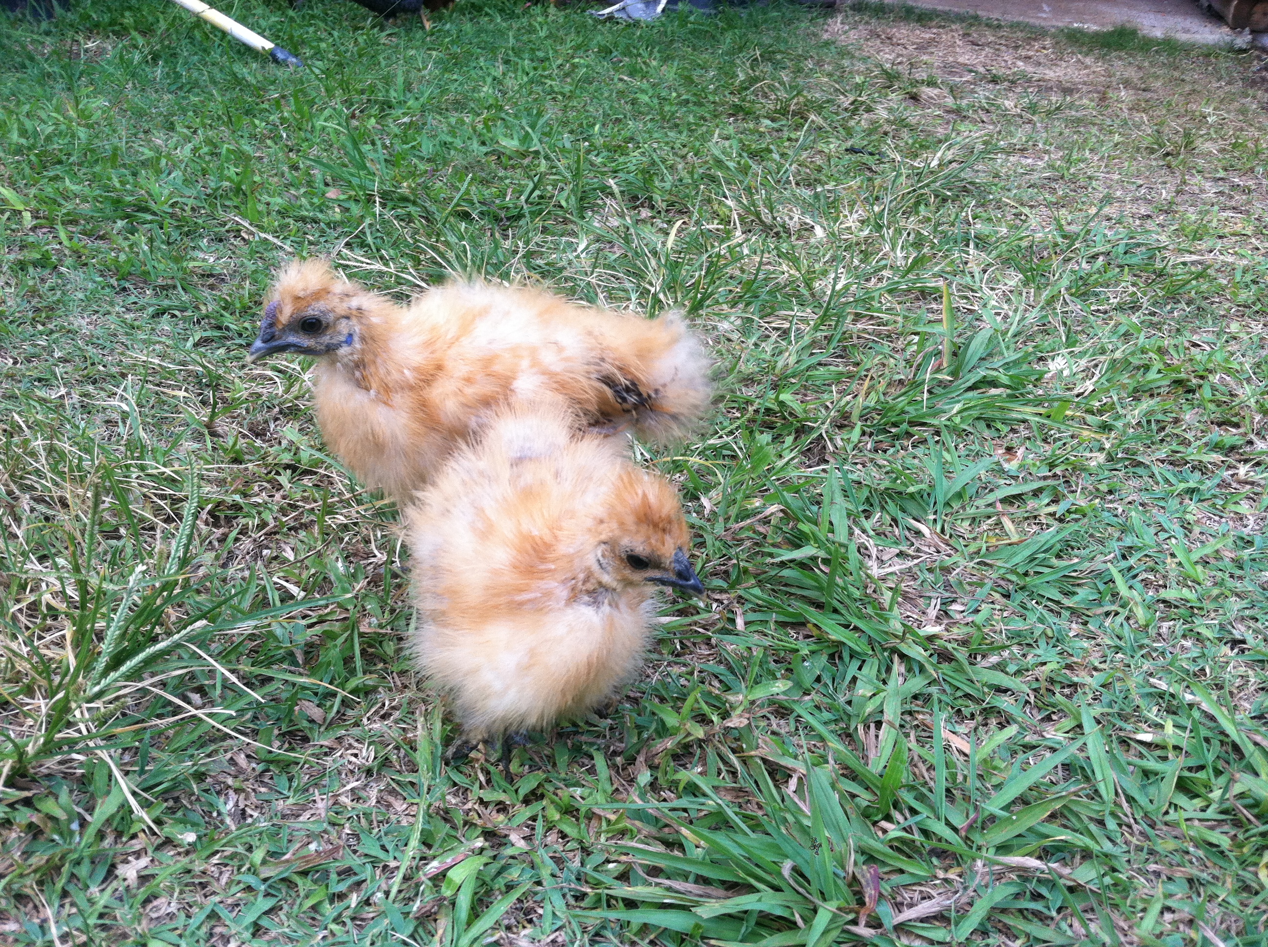 two silky bantams, one rooster, one hen... about 1.5-2 months.
the hen is wanita, and the rooster is jesus.