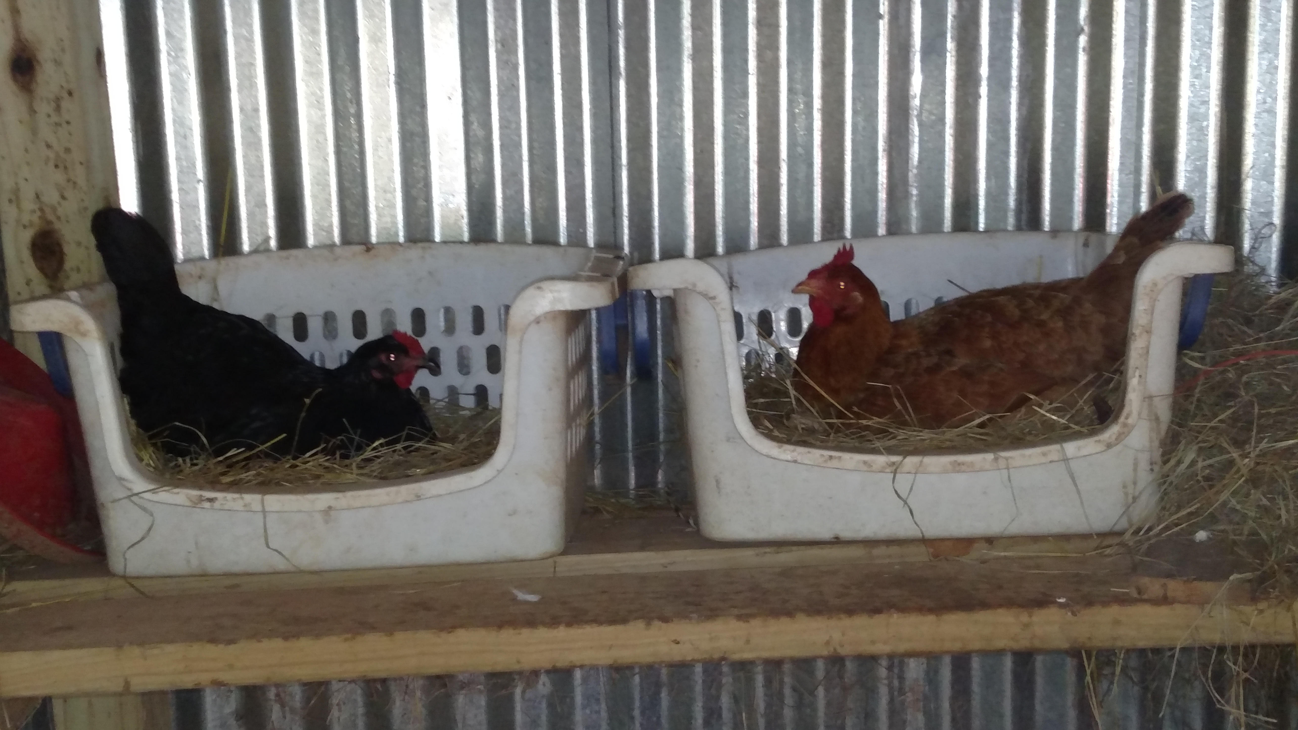 Unexpectedly, 2 hens started sitting.  Just thought I was busy.