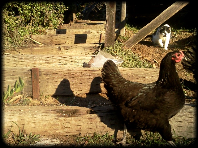 Vampira - my other Australorp @ 5 months old being stalked by my cat Indy!
