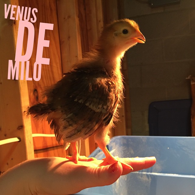 Venus de Milo (Rhode Island Red) at 2 weeks.