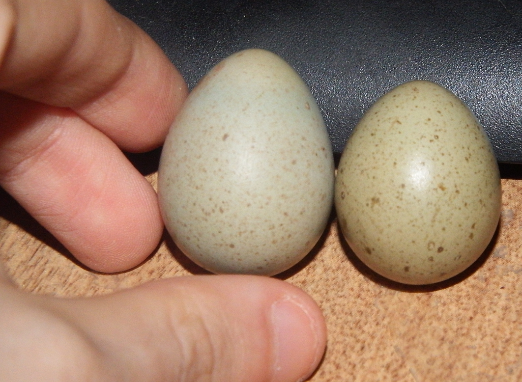Very Large Button Quail Egg